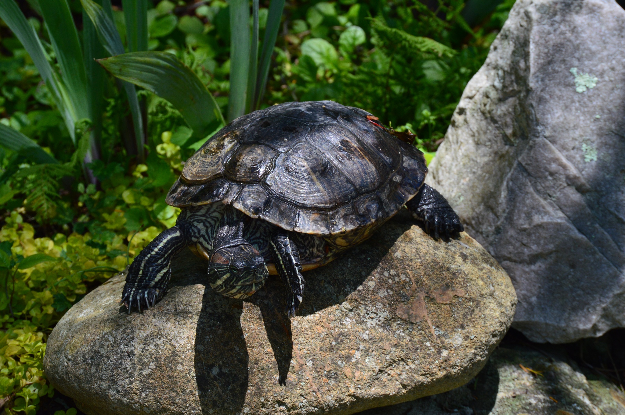 turtles