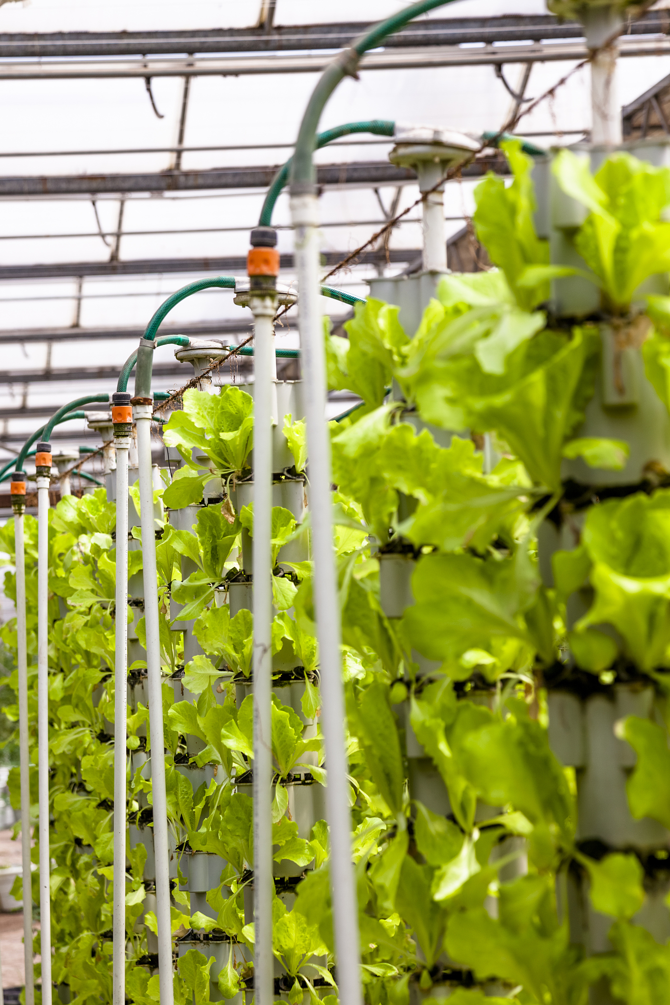 温室蔬菜悬吊栽培模式：4种常见方法解析