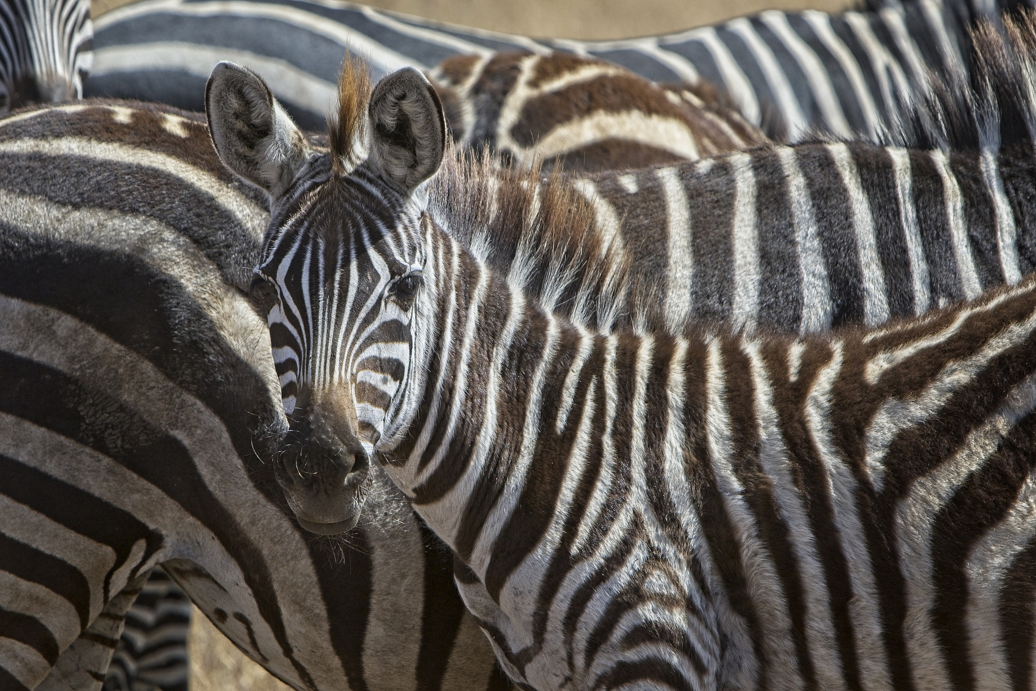 portrait of zebra foal against a herd of zebra