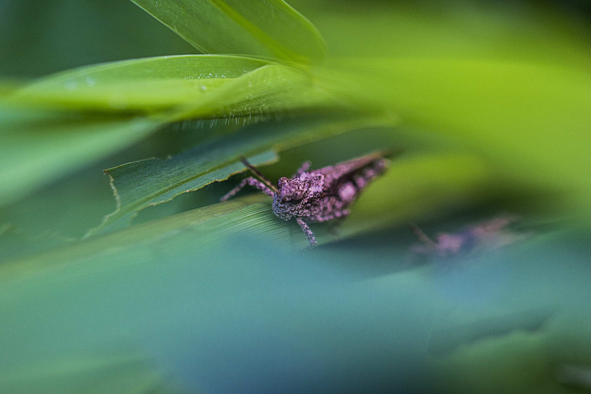 螽斯鸣叫如琴瑟 - 夏日昆虫的奇妙音乐