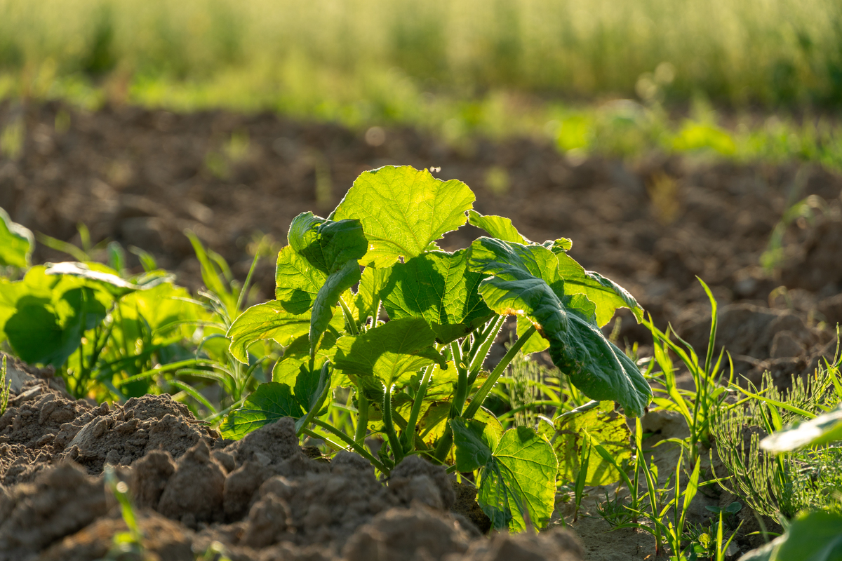 西瓜和黄瓜根系对比及施肥技术：深浅施肥技巧