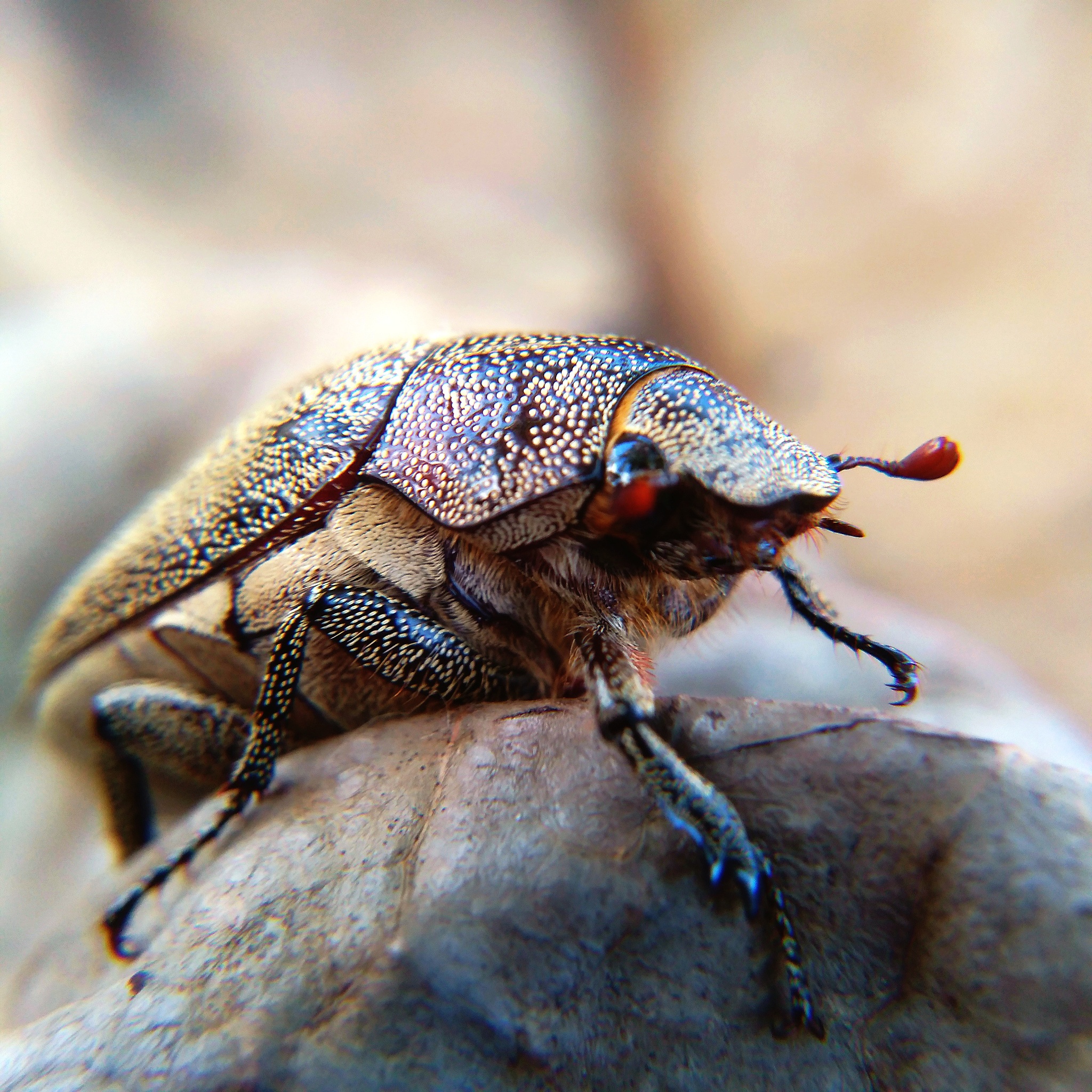 close-up of insect on rock