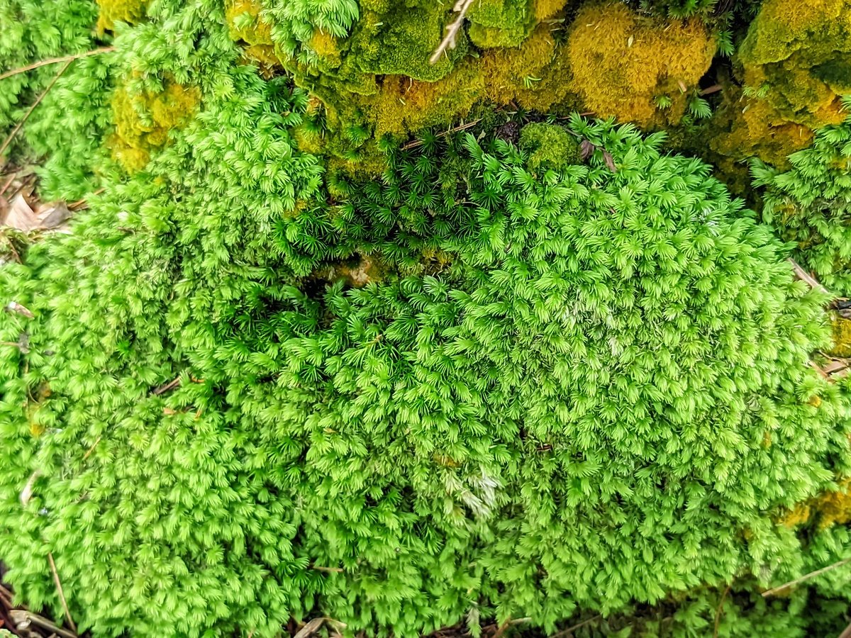 江百山祖常绿阔叶林苔藓植物分布规律：频度和盖度分析