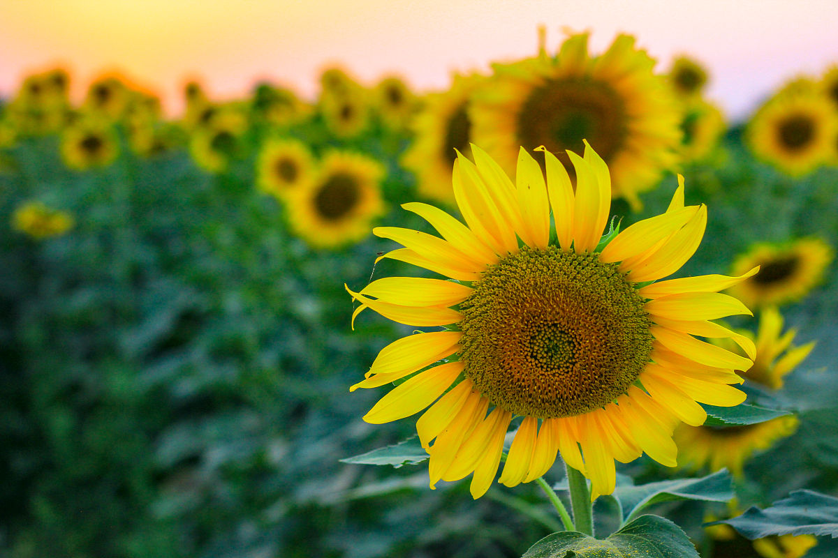 体现向日葵乐观积极向上为社会做贡献的金句或名人名言