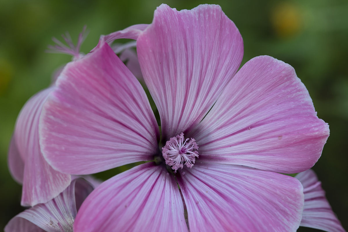 自然的呼唤：一首欢快的乡村歌曲，感受田野的自由！