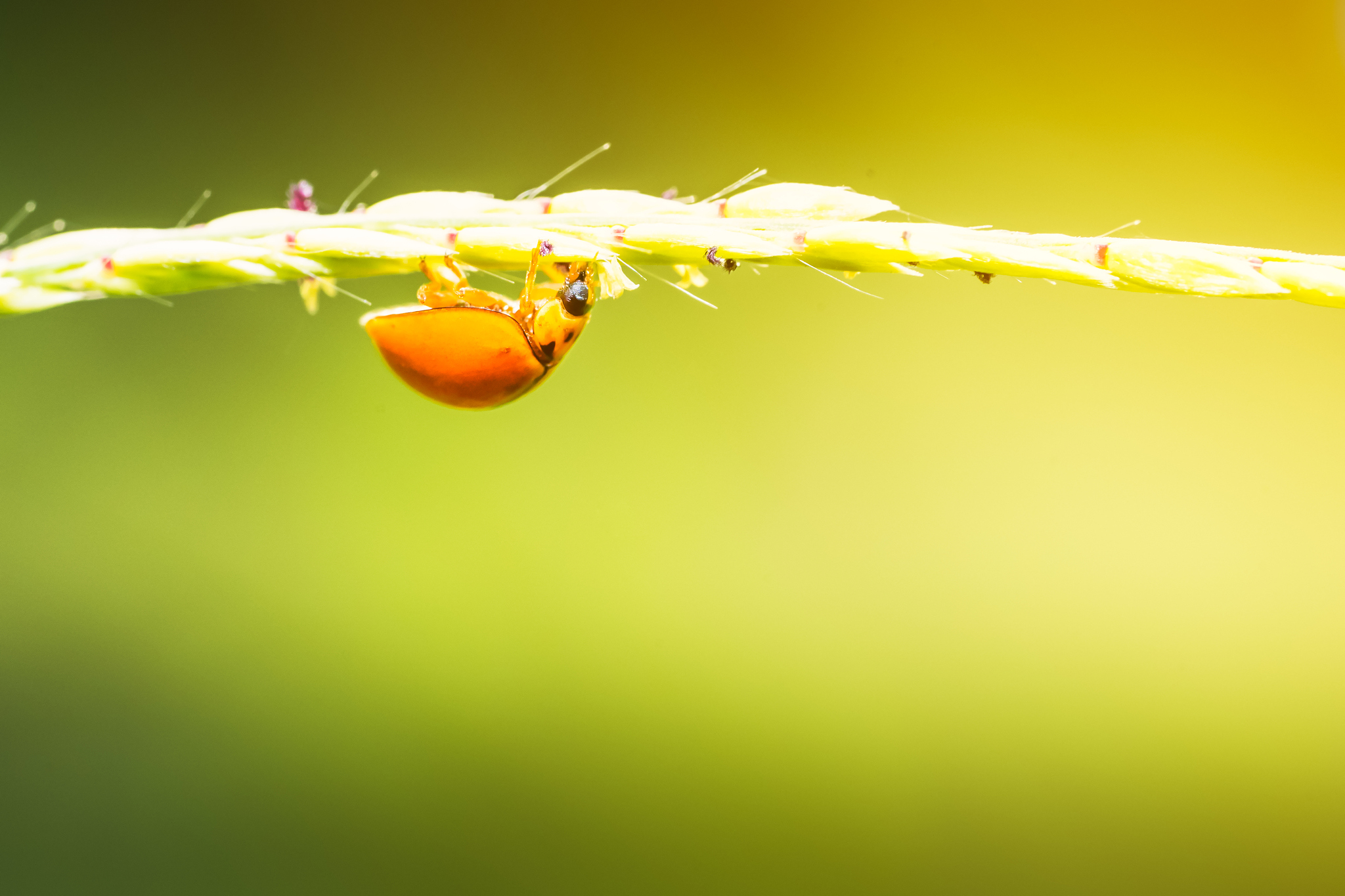 JOURNAL OF APPLIED ENTOMOLOGY 期刊：应用昆虫学研究范围