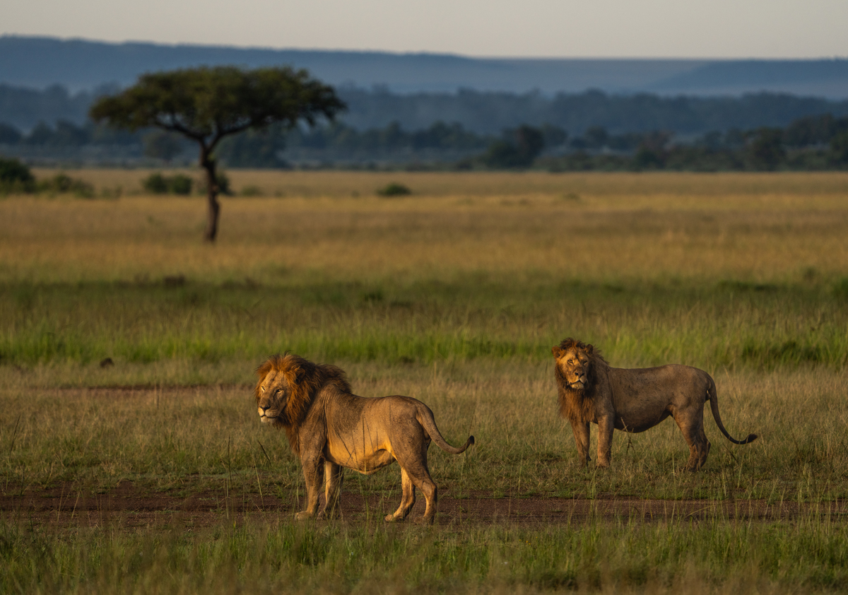 非洲大草原探险：与野生动物近距离接触的惊险之旅