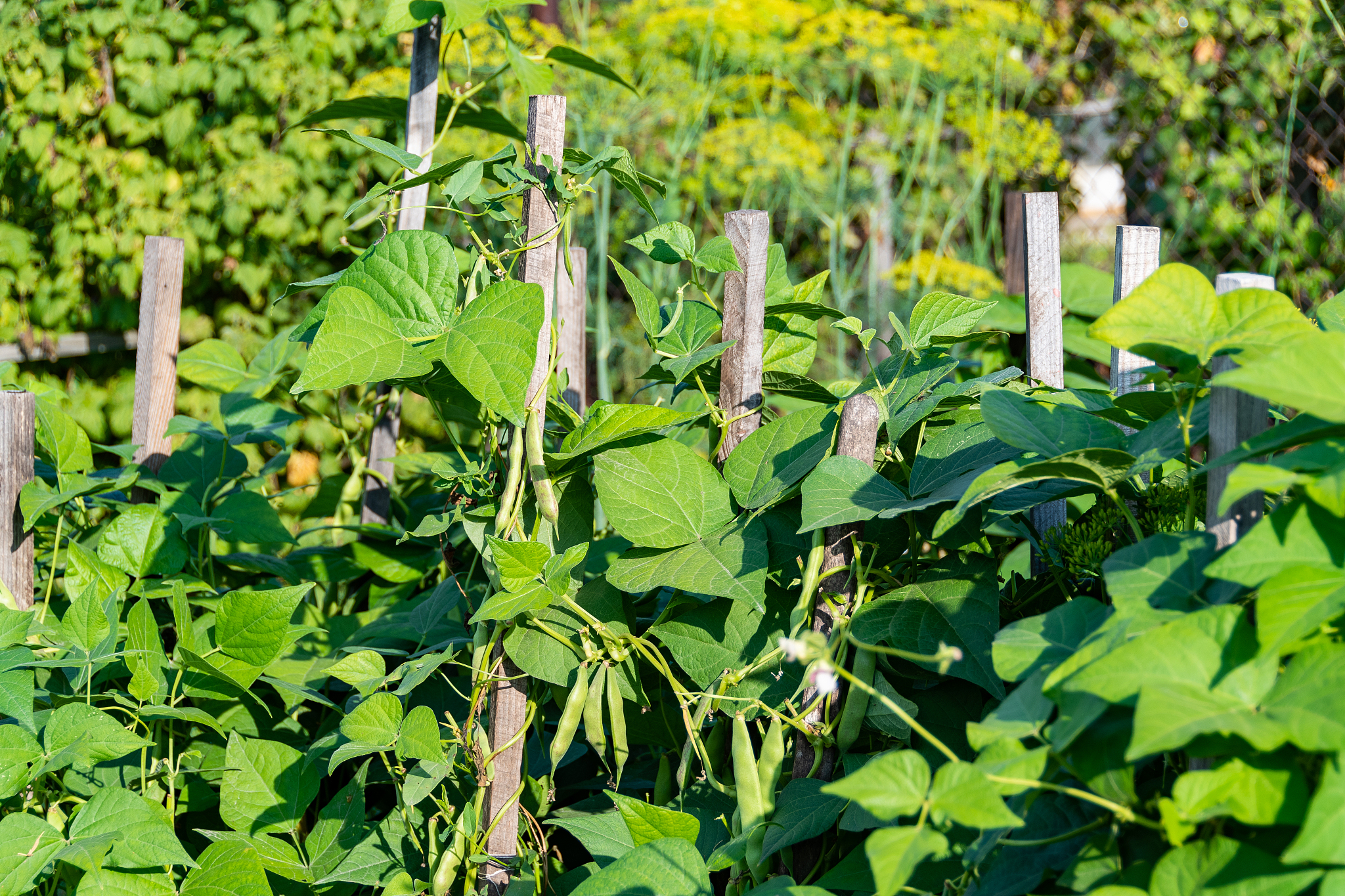 string beans grow in the garden on wooden sticks and props