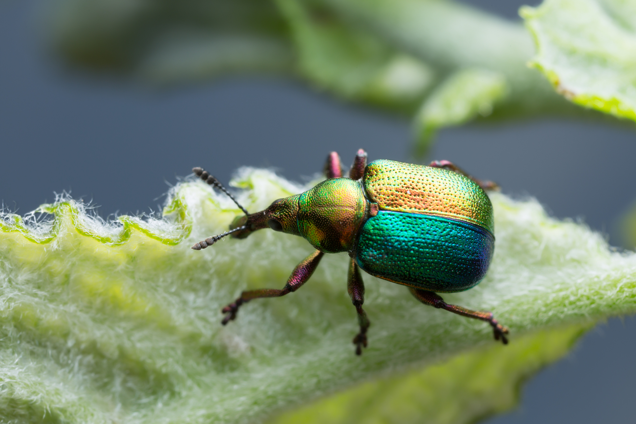 leaf-rolling weevil, attelabidae on leaf