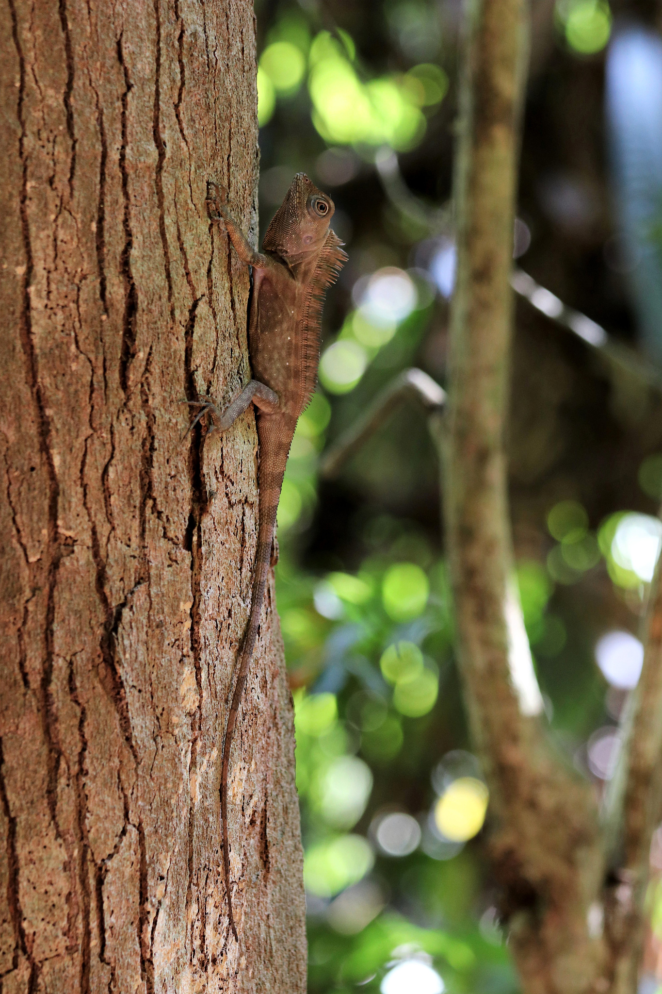 borneo forest dragon (gonocephalus bornensis) - borneo sabah mal