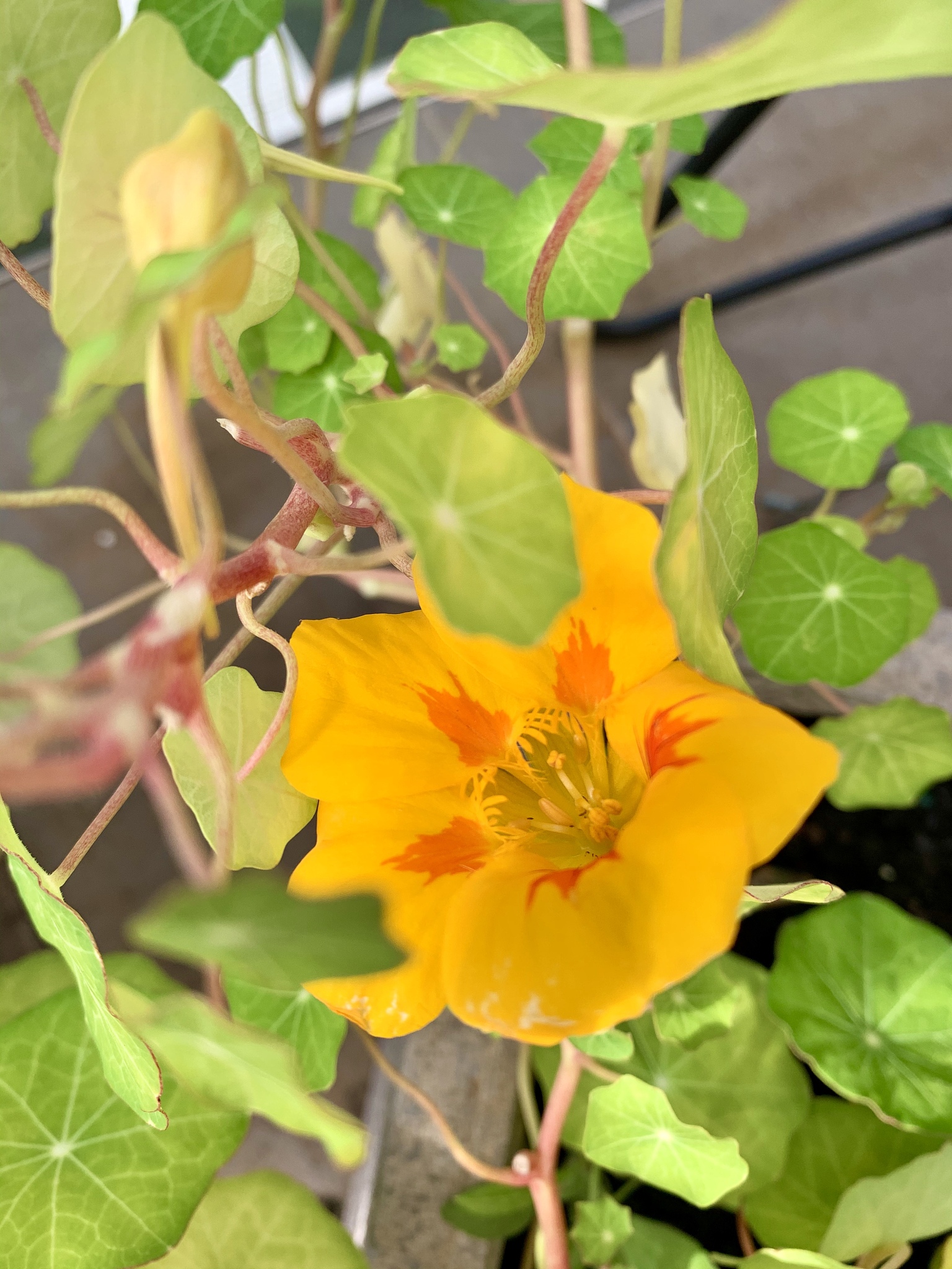 金铃花叶子发黄怎么办