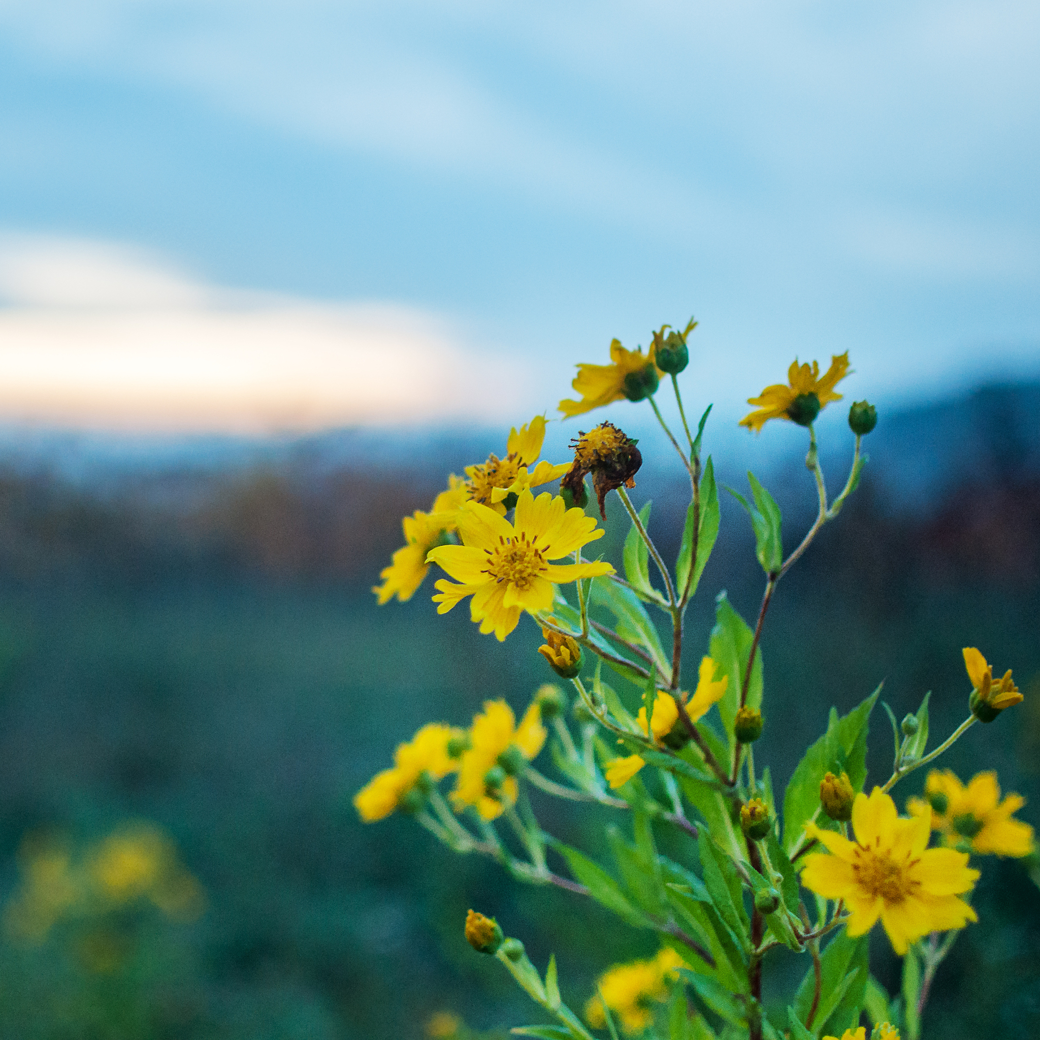 topinambur blüte in der dmmerung