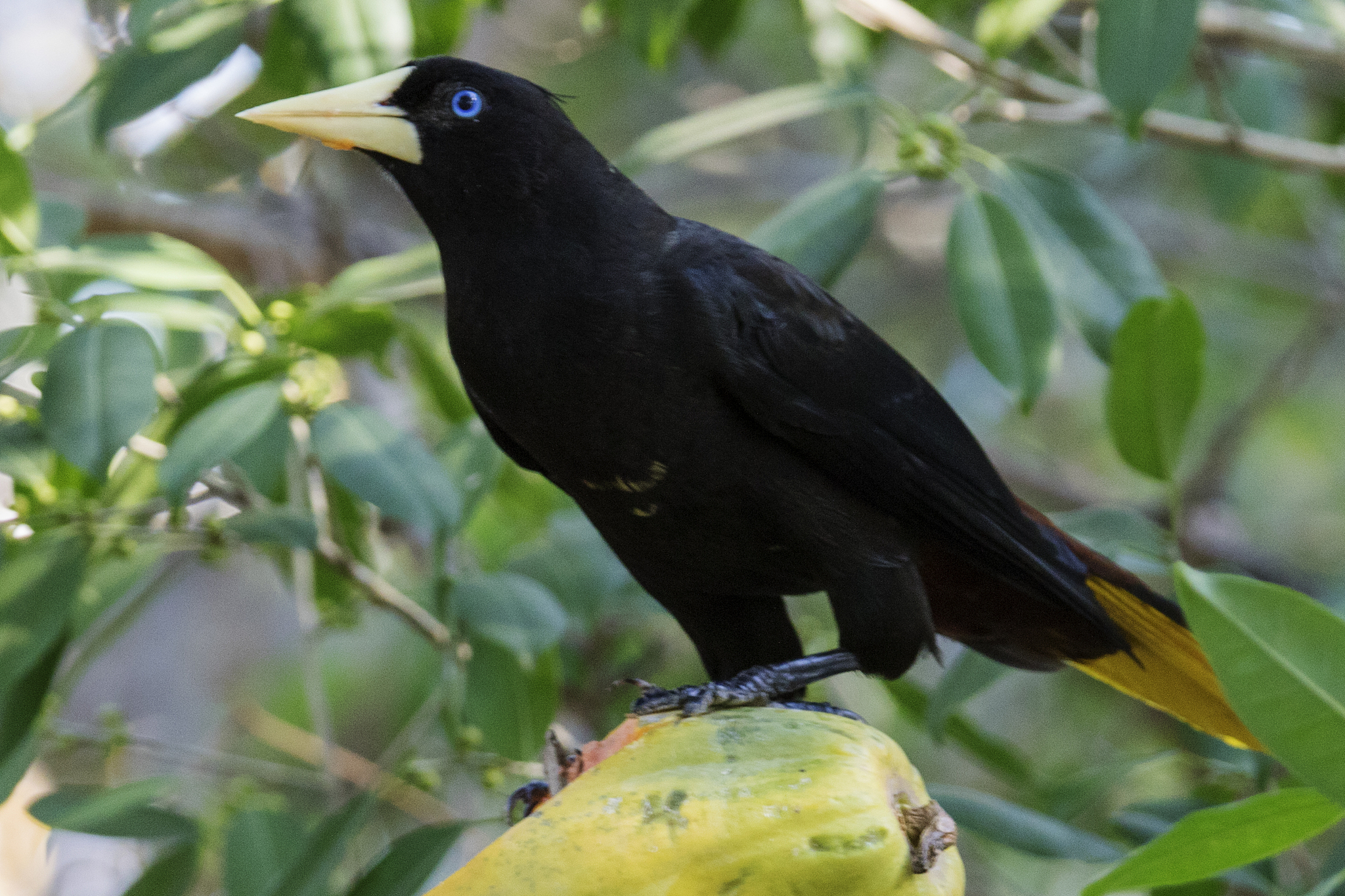 crested oropendola eating fruit
