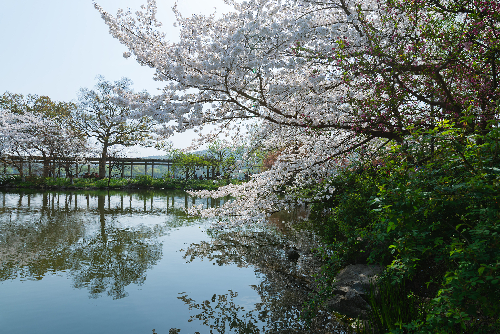 西湖春景诗：描绘西湖春日美景