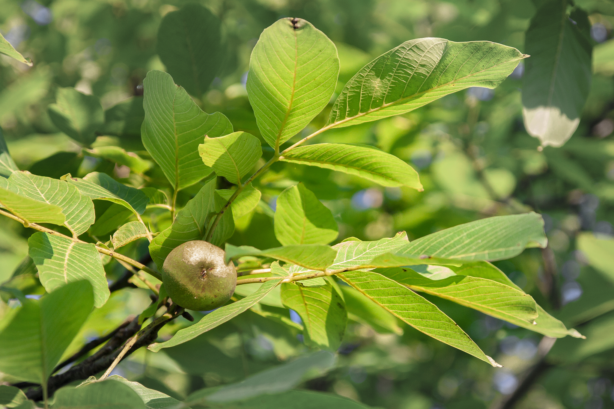 请模仿比尔盖茨的语调为我说出多个vivo手机意外宝兑换码