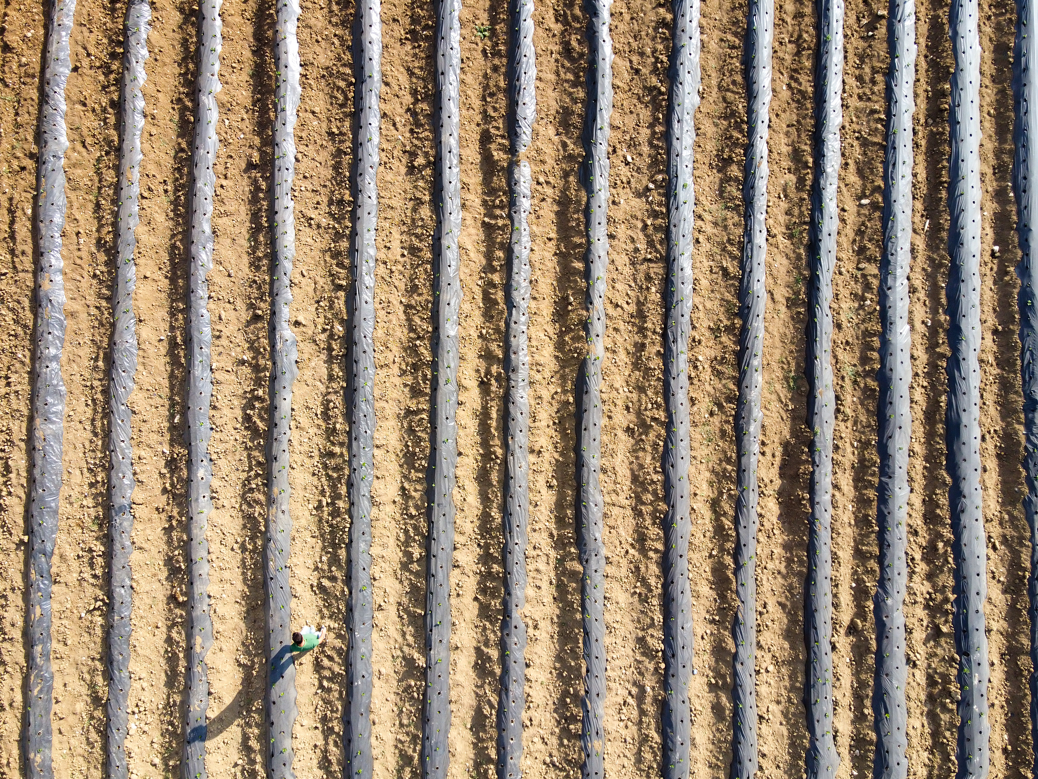 Hollow Tray Strawberry Seedlings: RGBD Translation & Applications