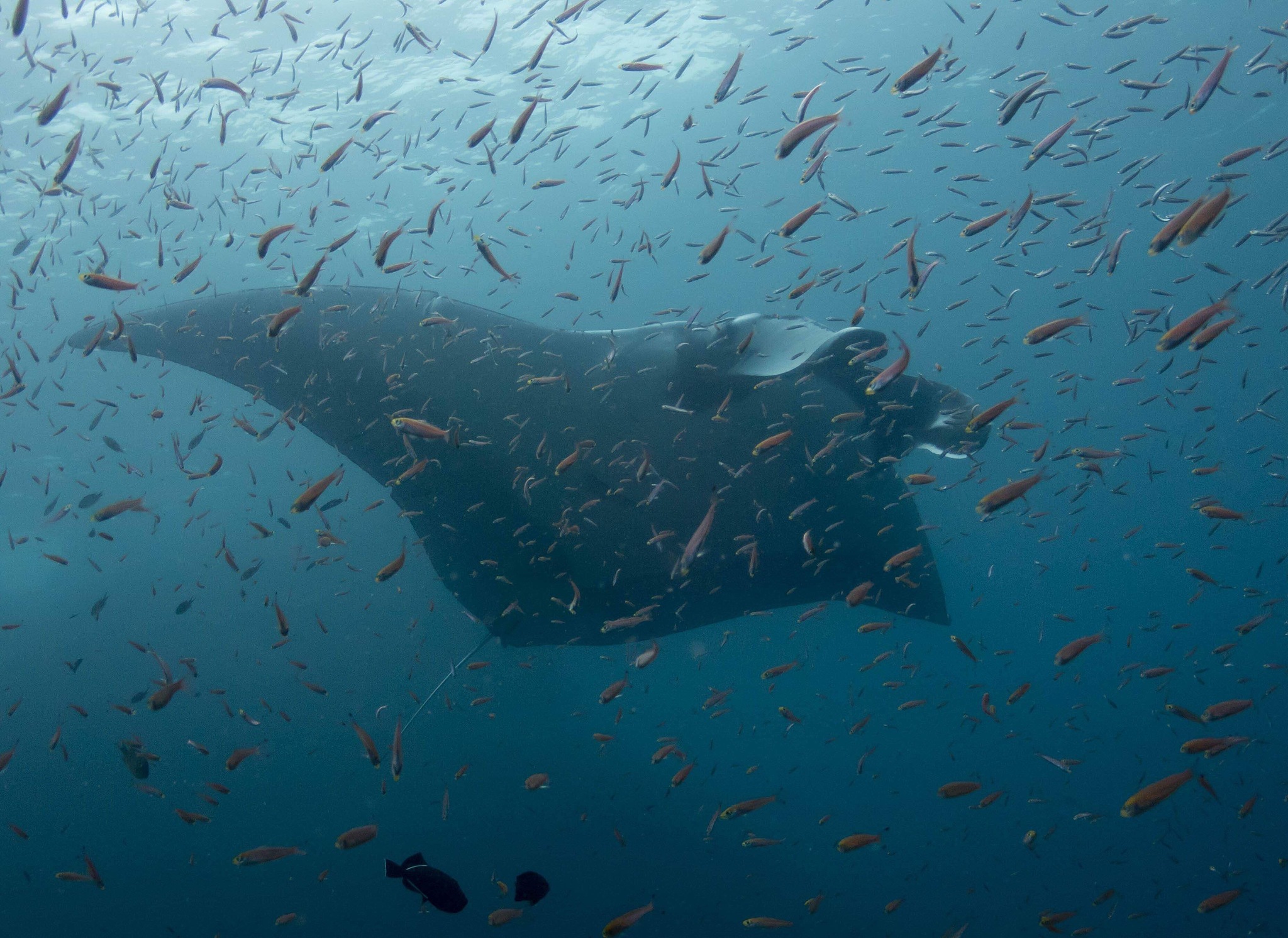 死亡如水落入海洋：生命的轮回与永恒的安宁