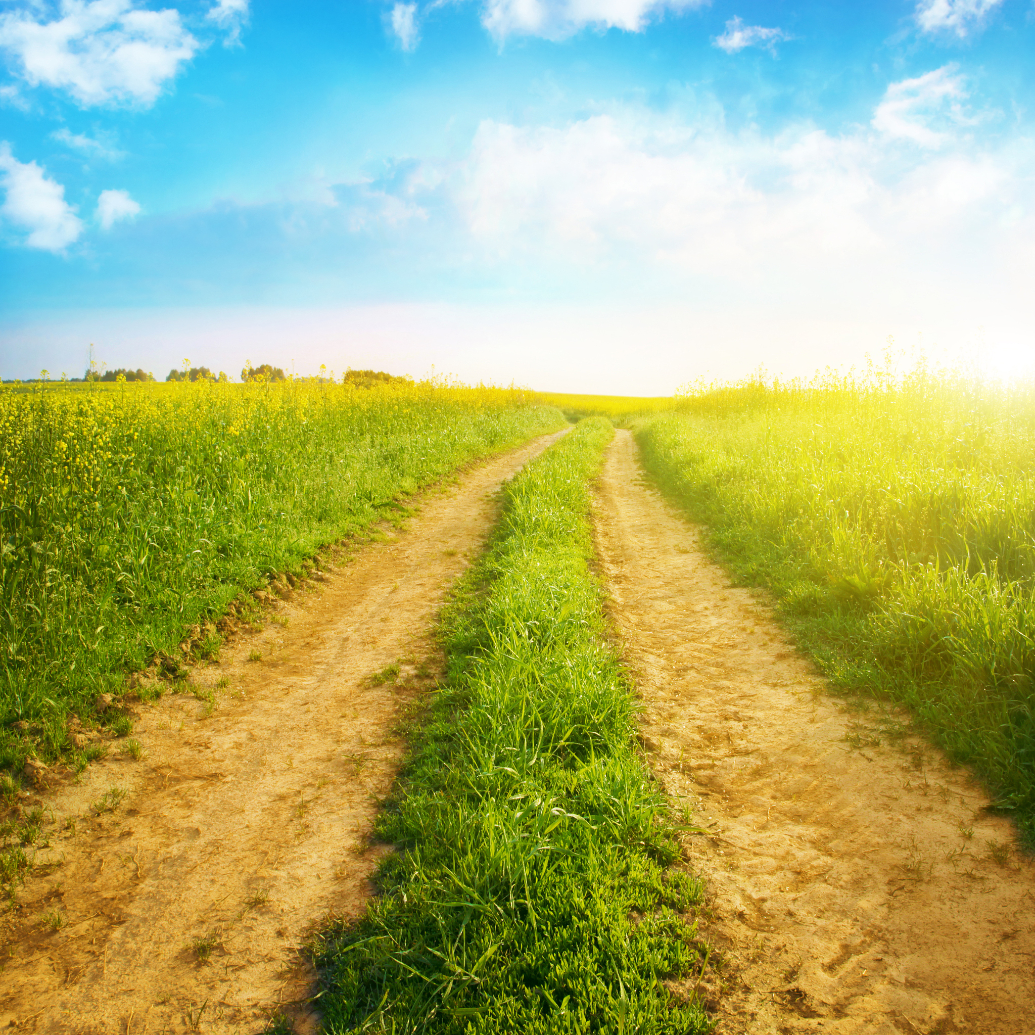 在希望的田野上