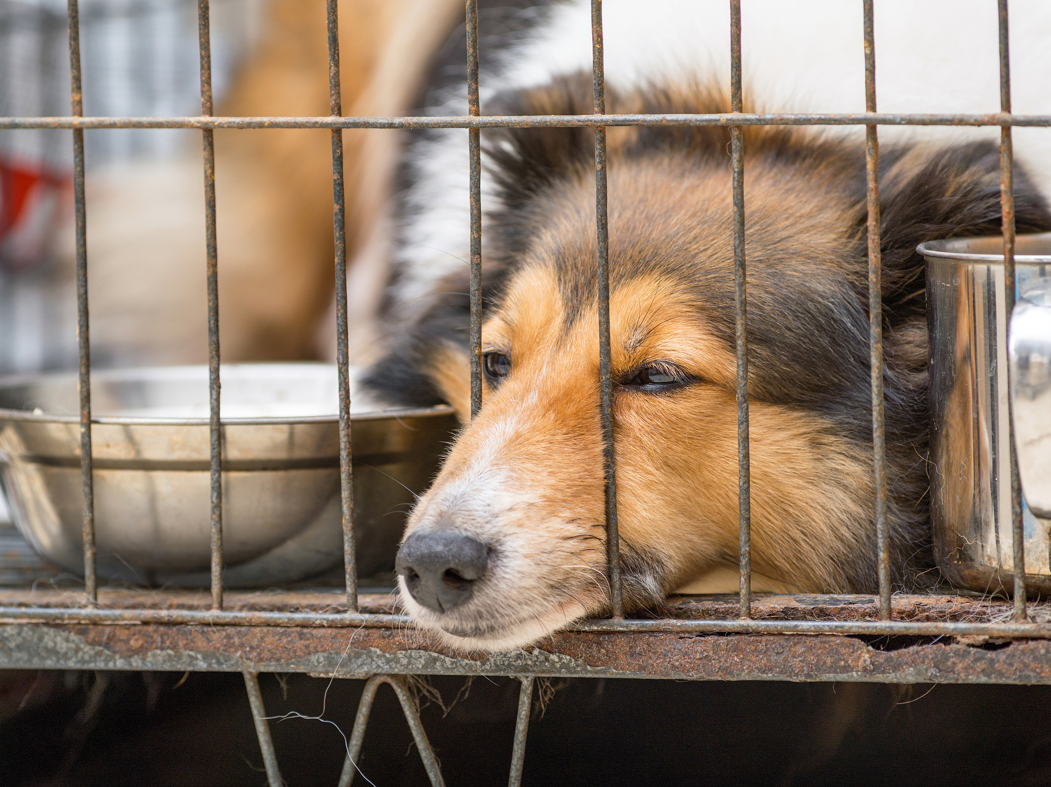 舍友狗叫怎么办？有效解决方法和建议