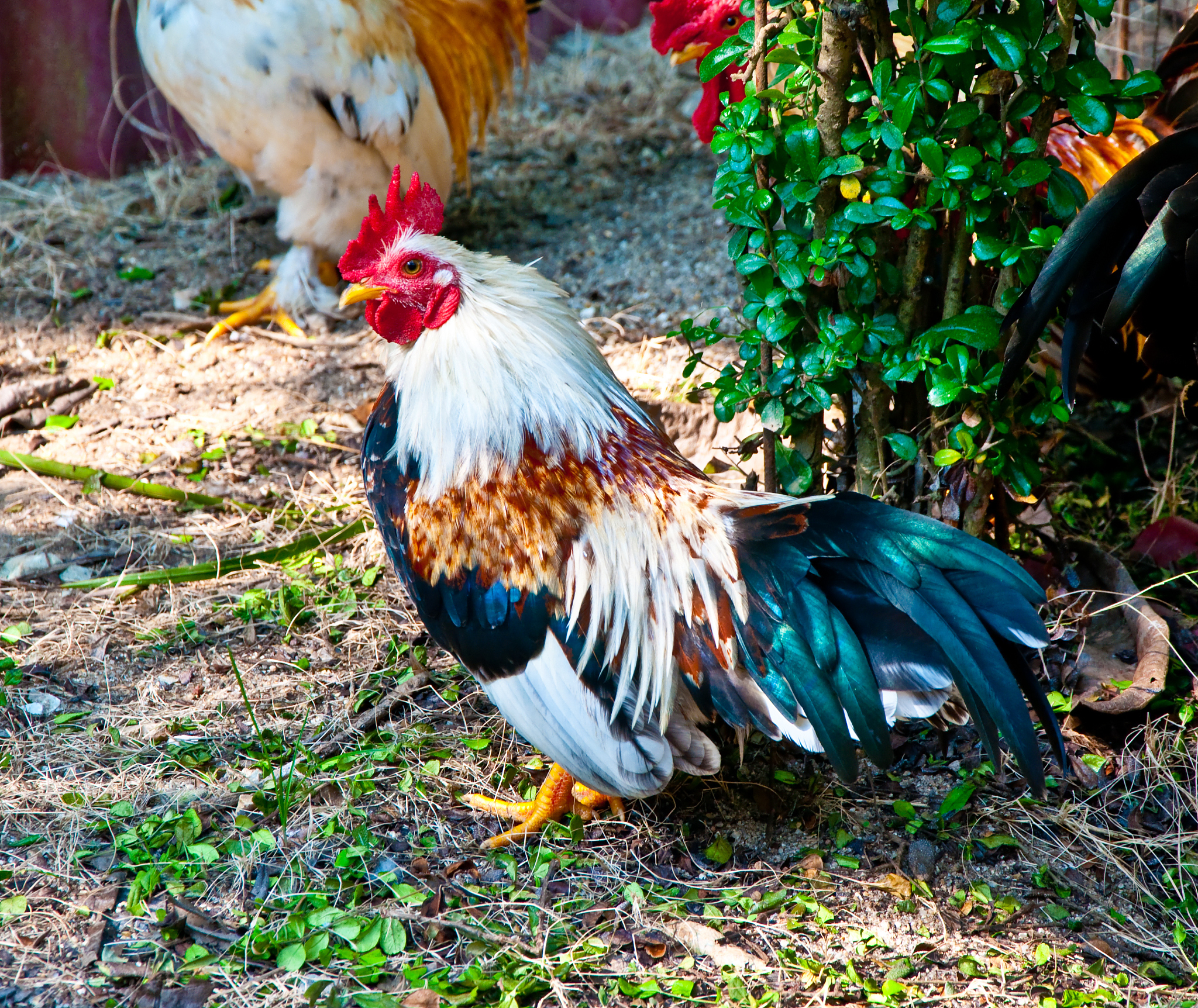 the chicken