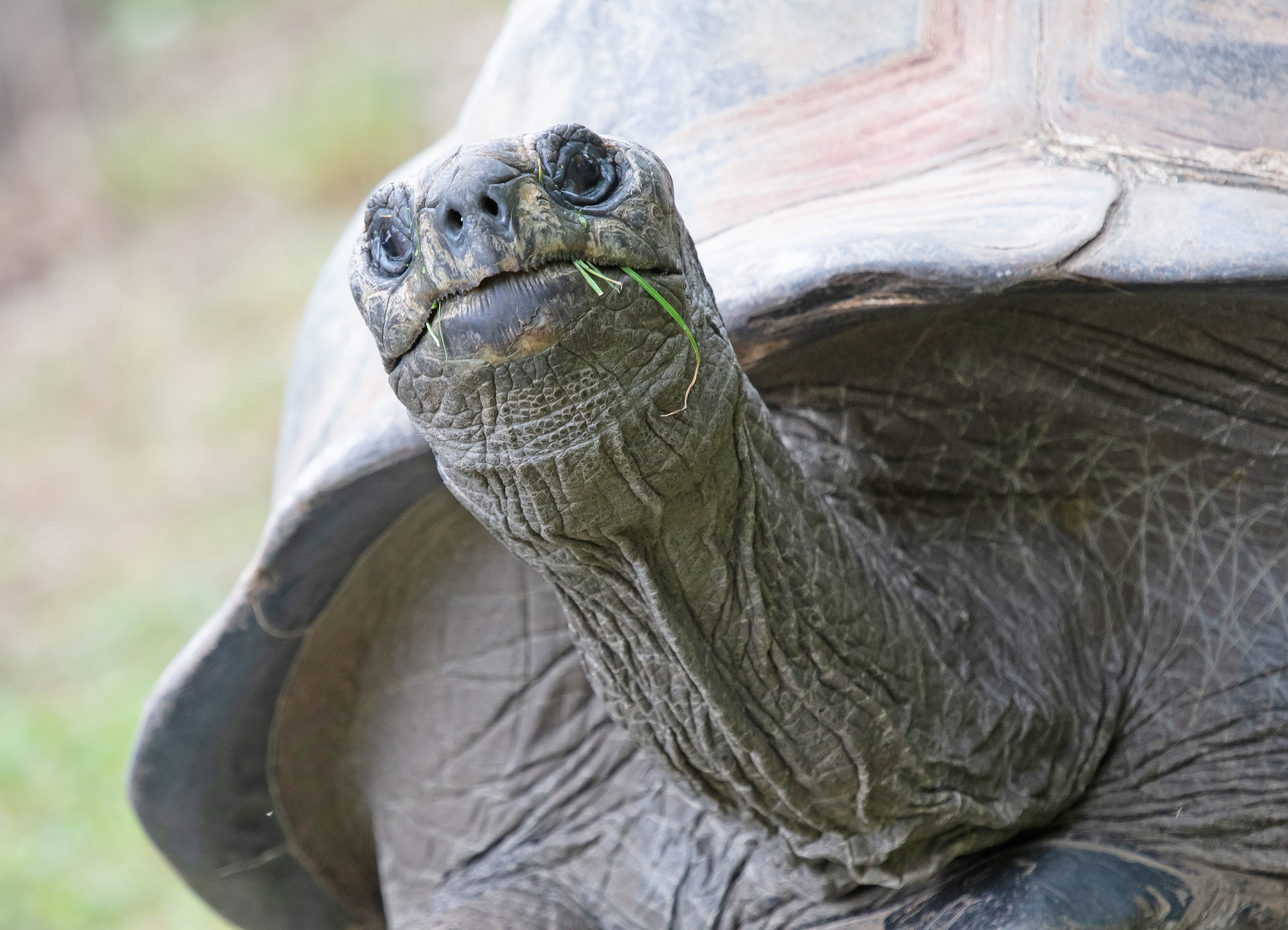 very old giant galapagos turtle eating, selective focus