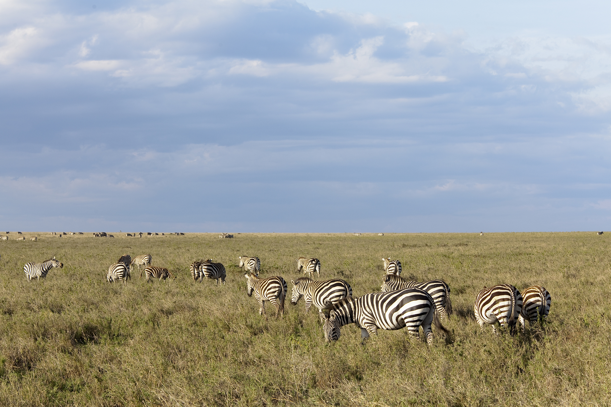 herd  of  african zebras standing at the savannah of  serengeti