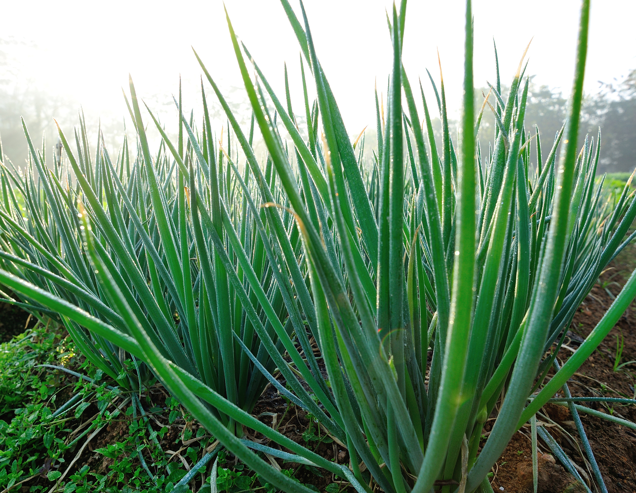 green spring onion in growth at vegetable garden