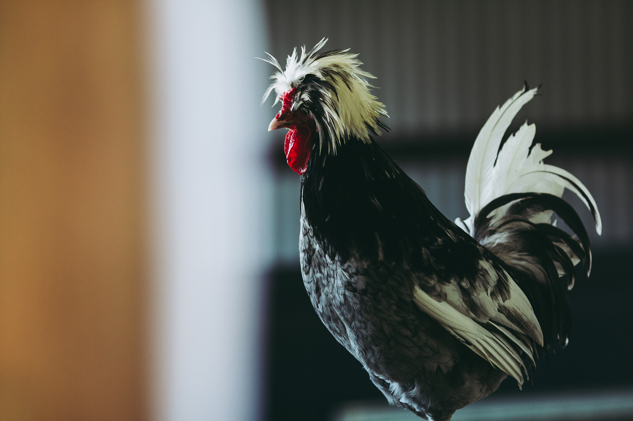 chicken