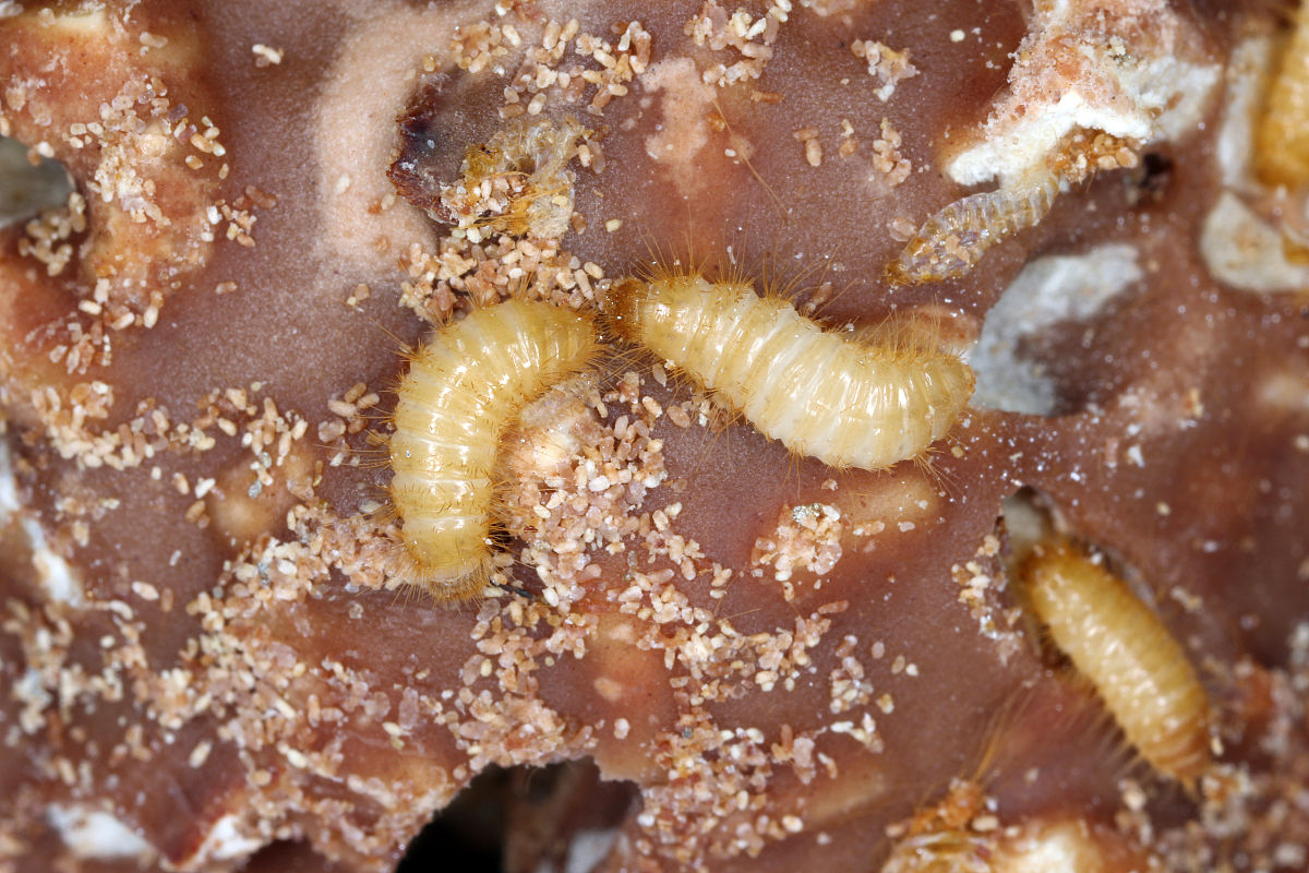 蛆死了蛆的身体会生蛆吗