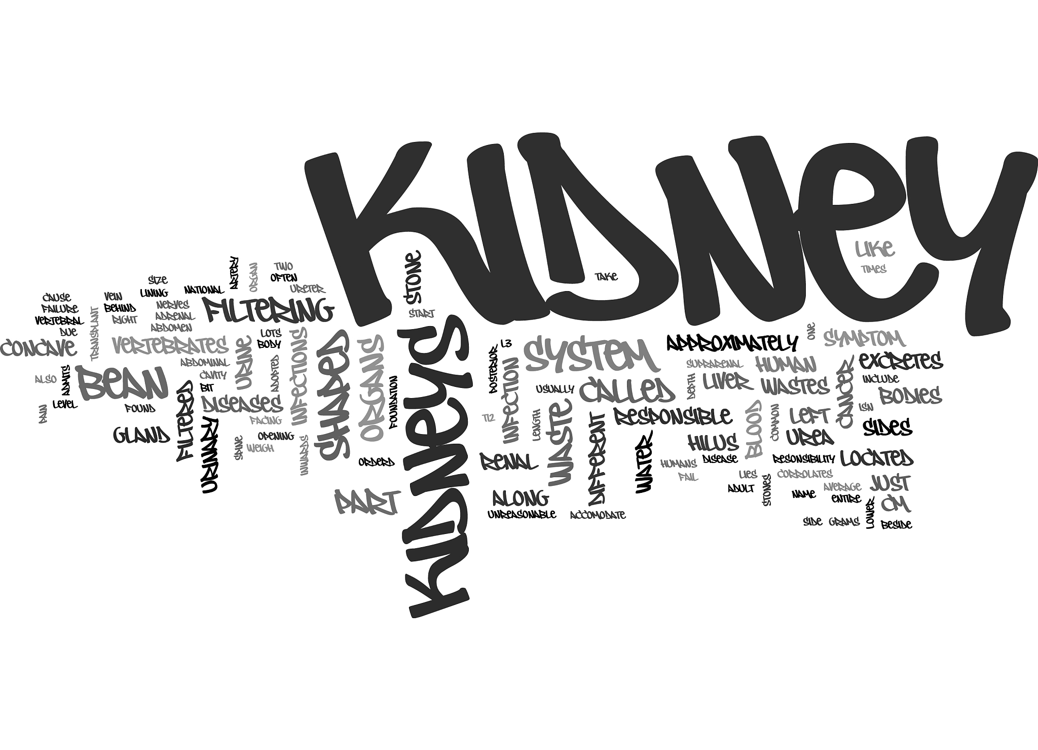 bean shaped kidneys text word cloud concept