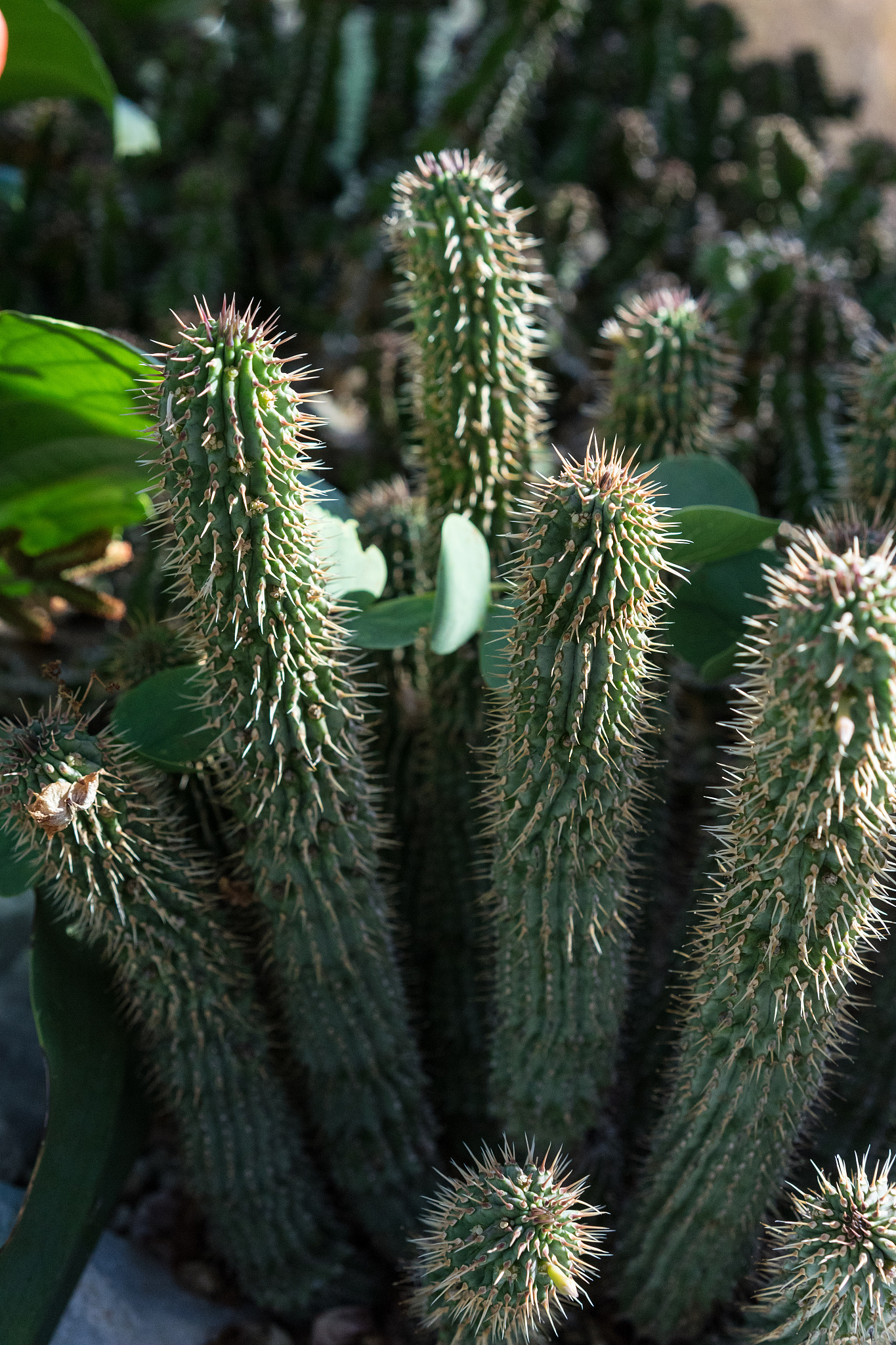PLANT BIOTECHNOLOGY JOURNAL: 推动植物生物技术研究与发展