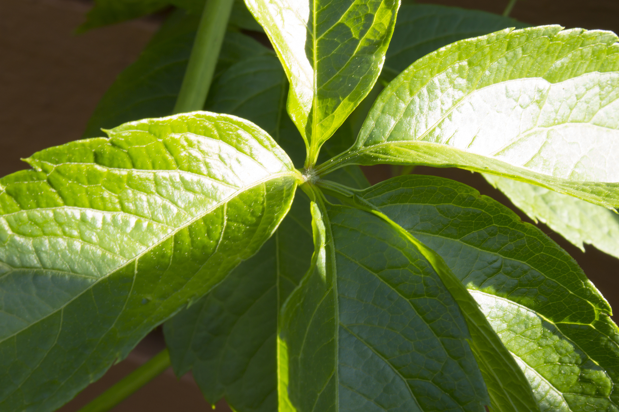 green leaves