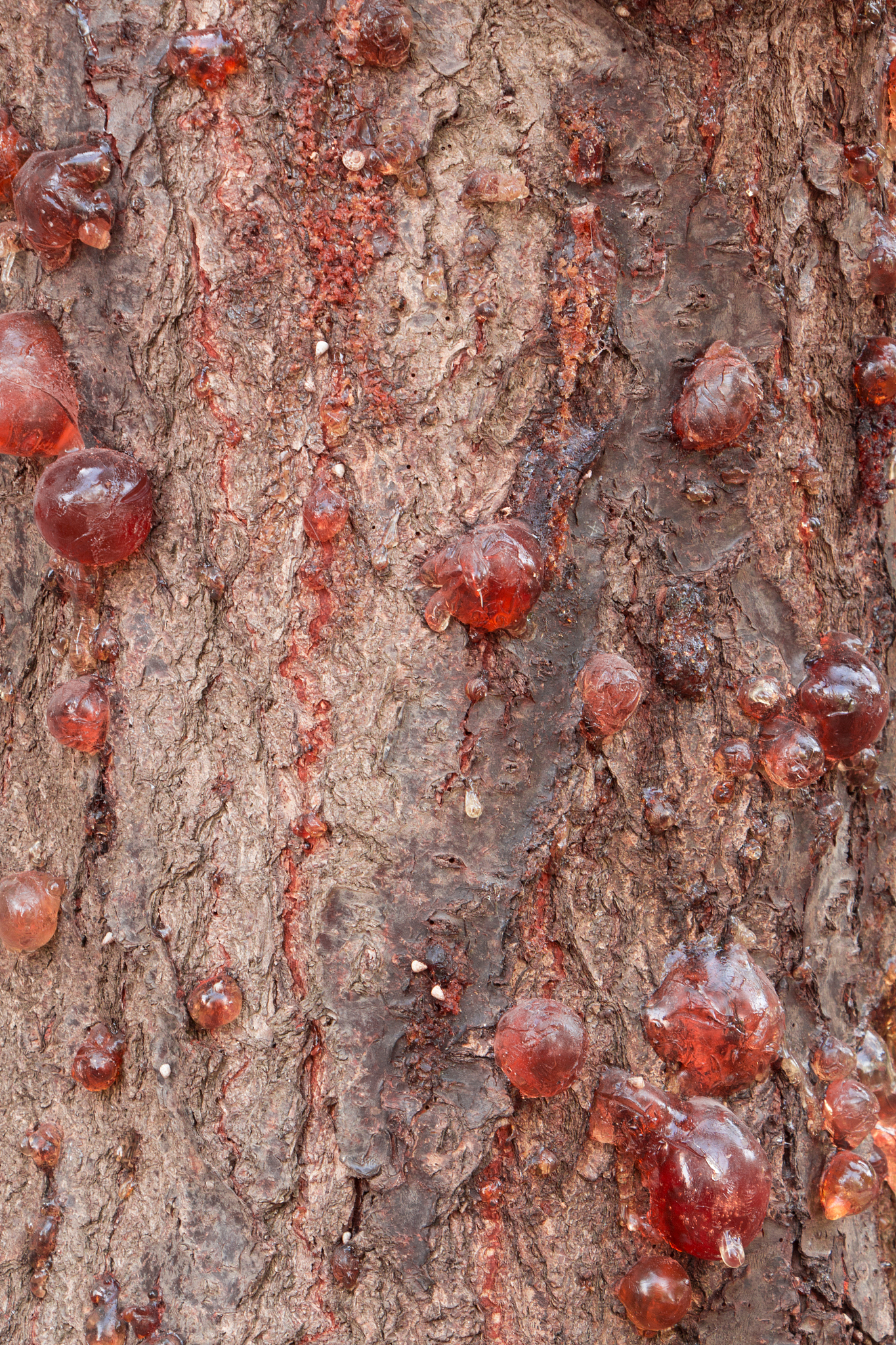 amber resin balls on tree