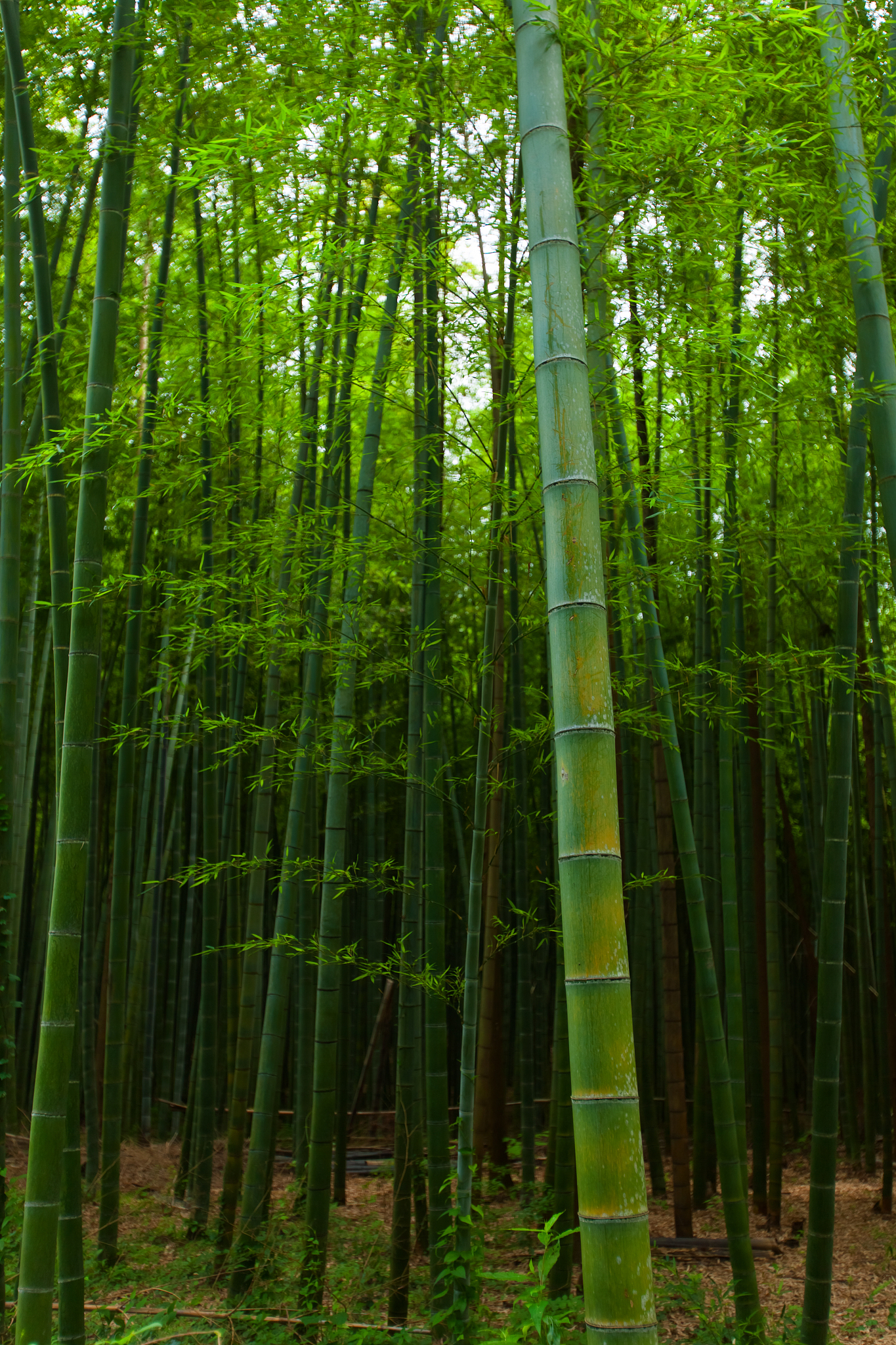 bamboo forest