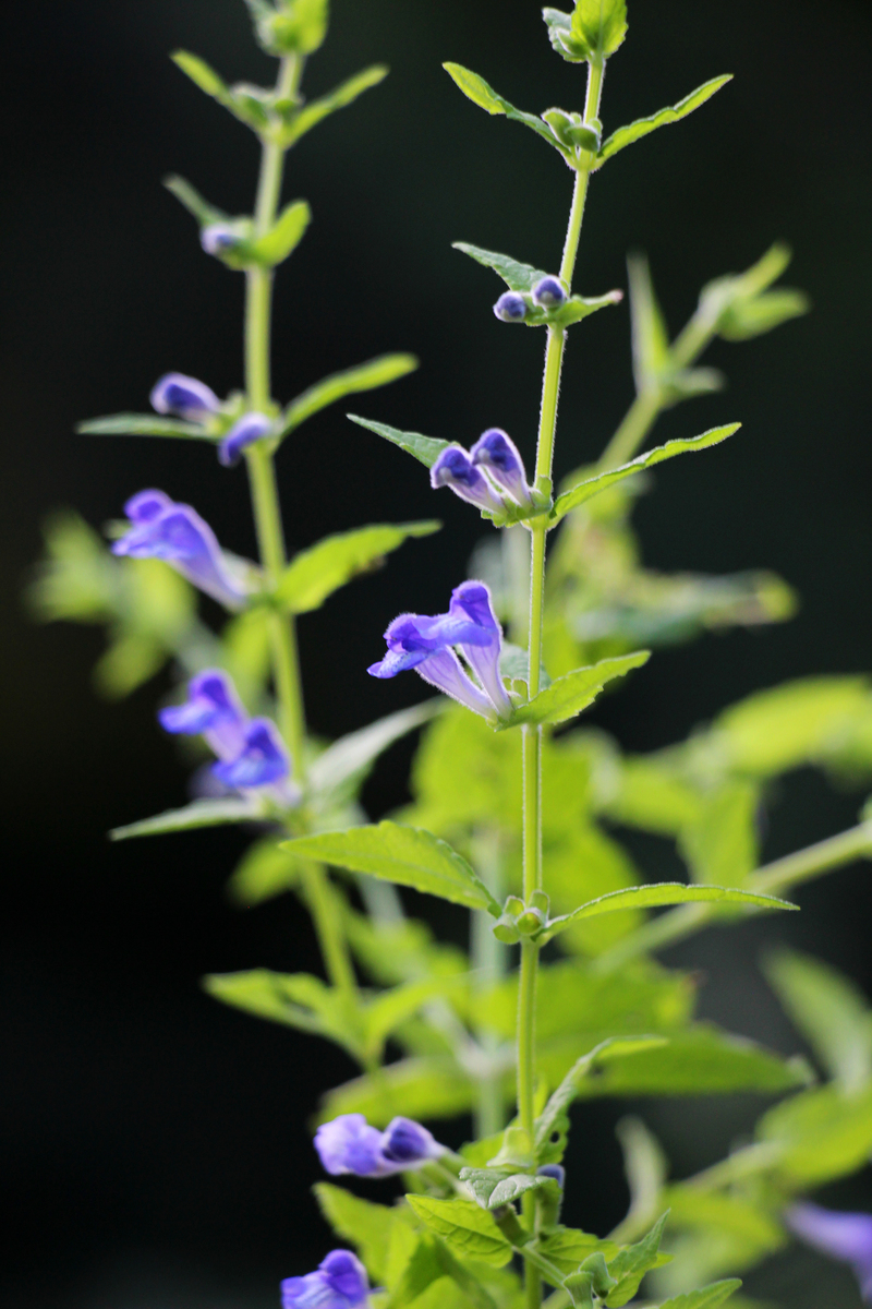 黄芩外形特征：根茎、茎、叶、花、果实详细介绍