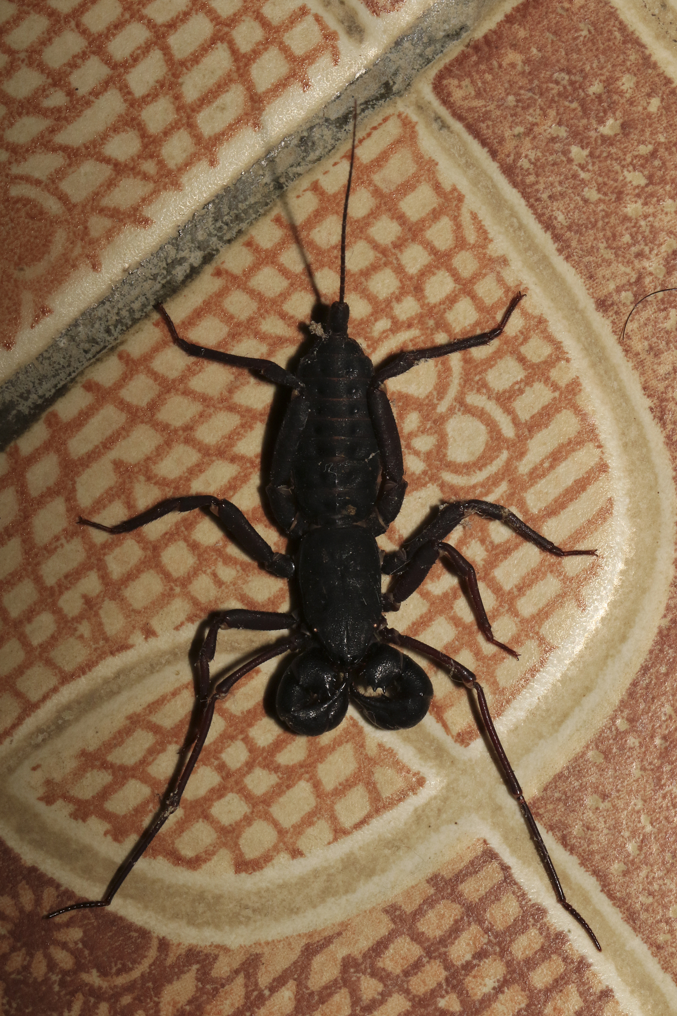 蝎蝎蜇蜇是什么意思？