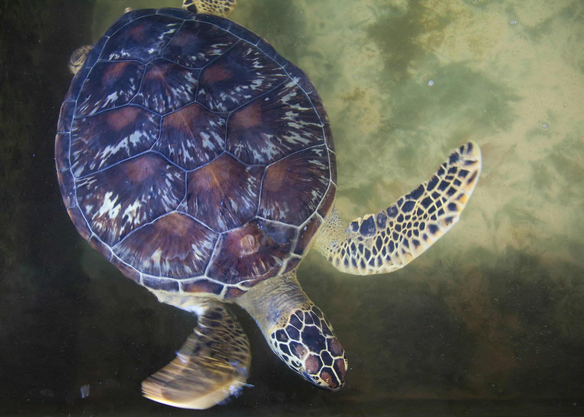 sea turtle