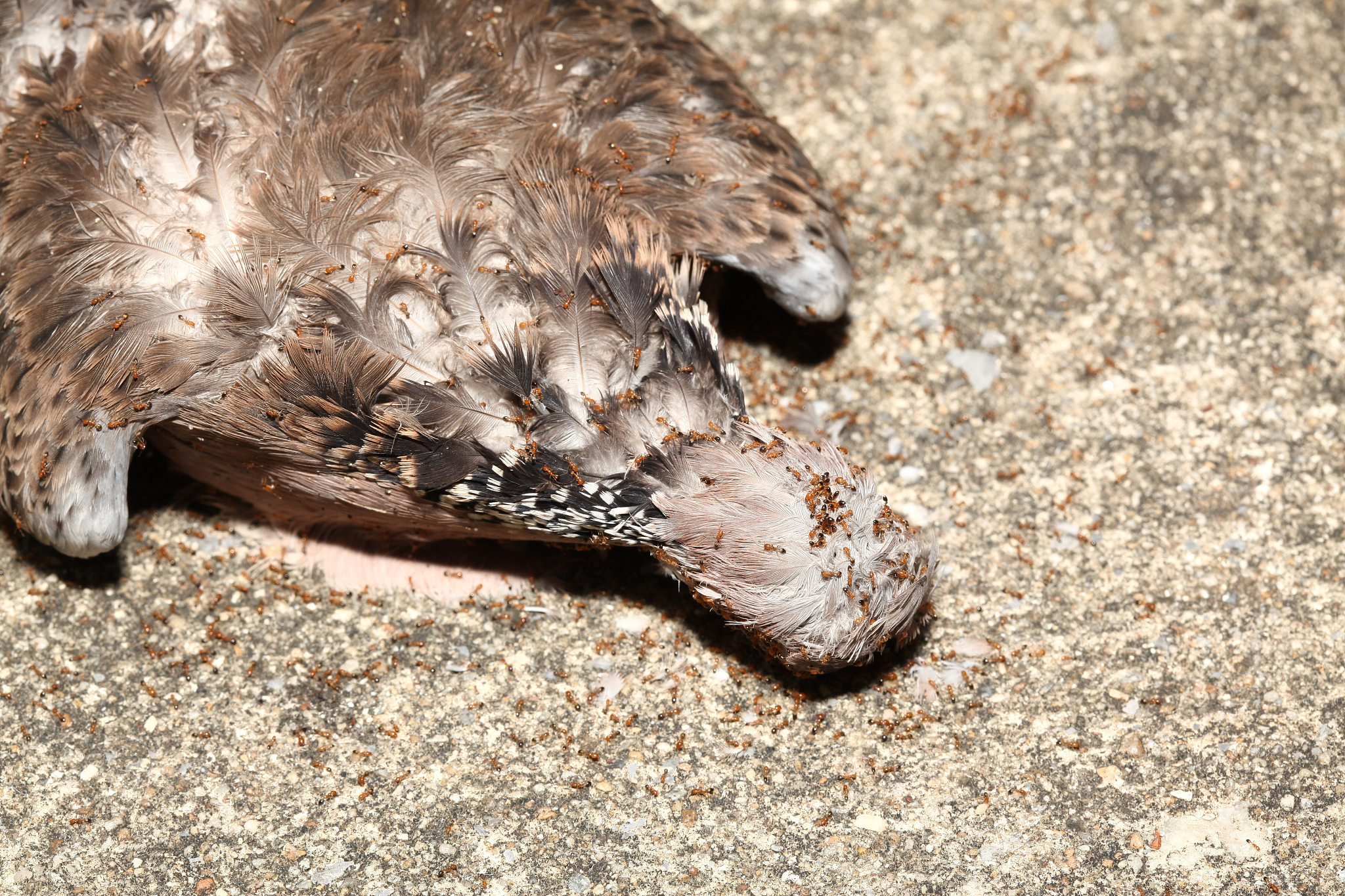 要求：java	打印我是鸽子我有2只腿我可以生蛋、我可以飞；	打印我是大雁我有2只腿我可以生蛋、我可以飞；	打印我是蚂蚁我有6只腿我可以产卵、我可以飞； 打印我是蜜蜂我有6只腿我可以产卵、我可以飞；