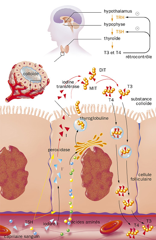 原发性肾小球疾病（PGN）知识问答：单选题和多选题