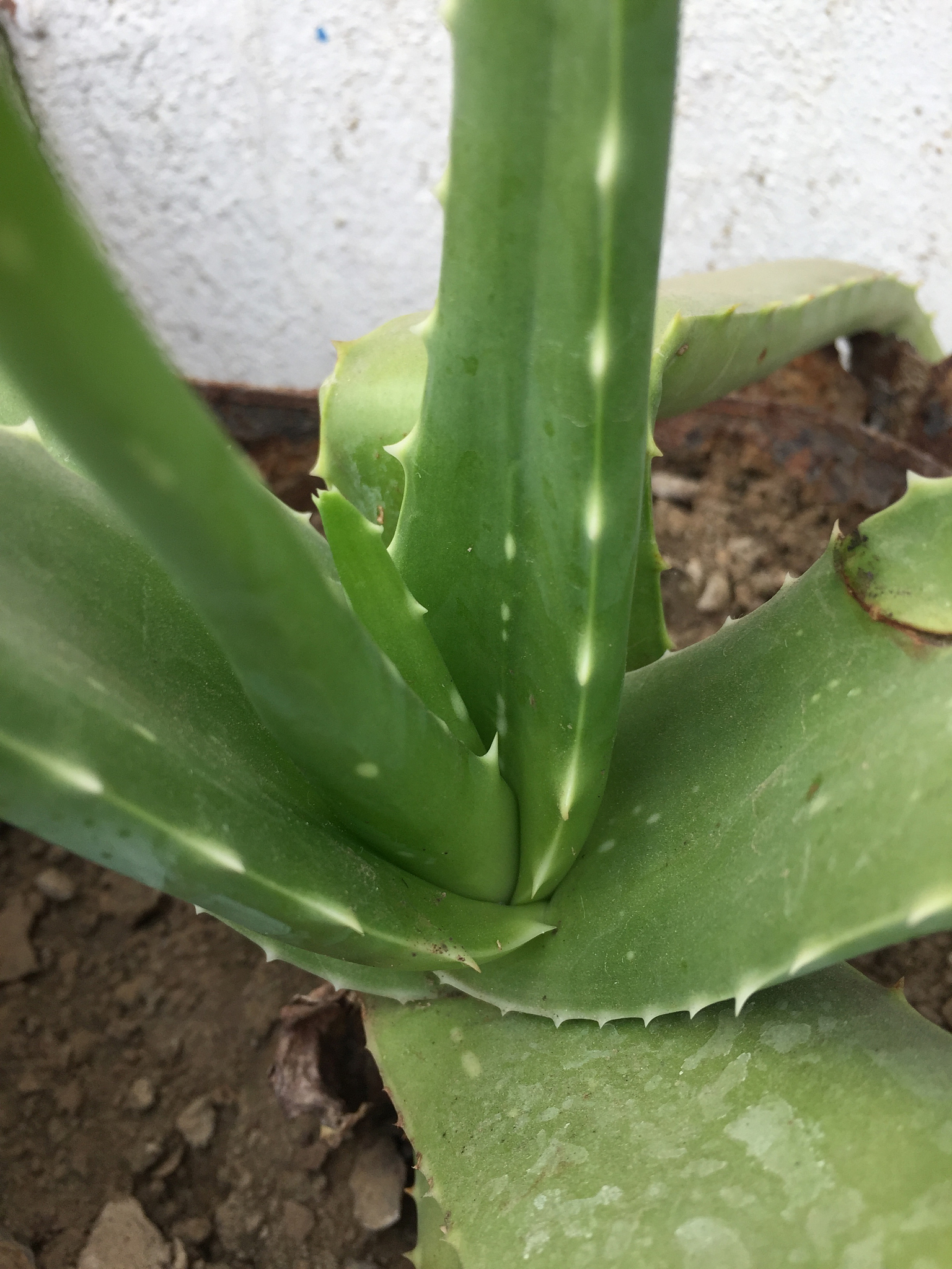 玉簪保养：如何防止暴晒？