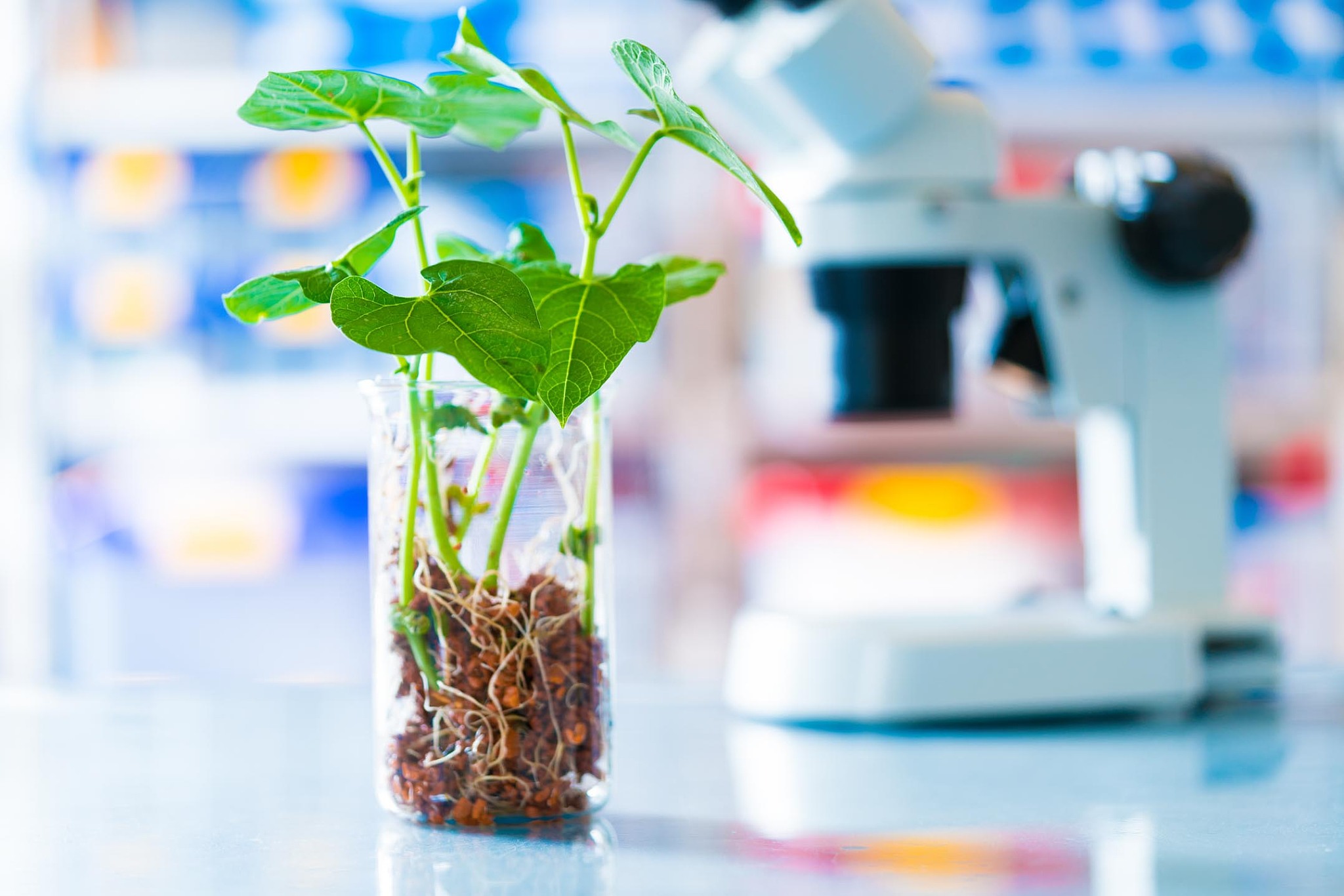 转基因花粉会引起基因污染吗？