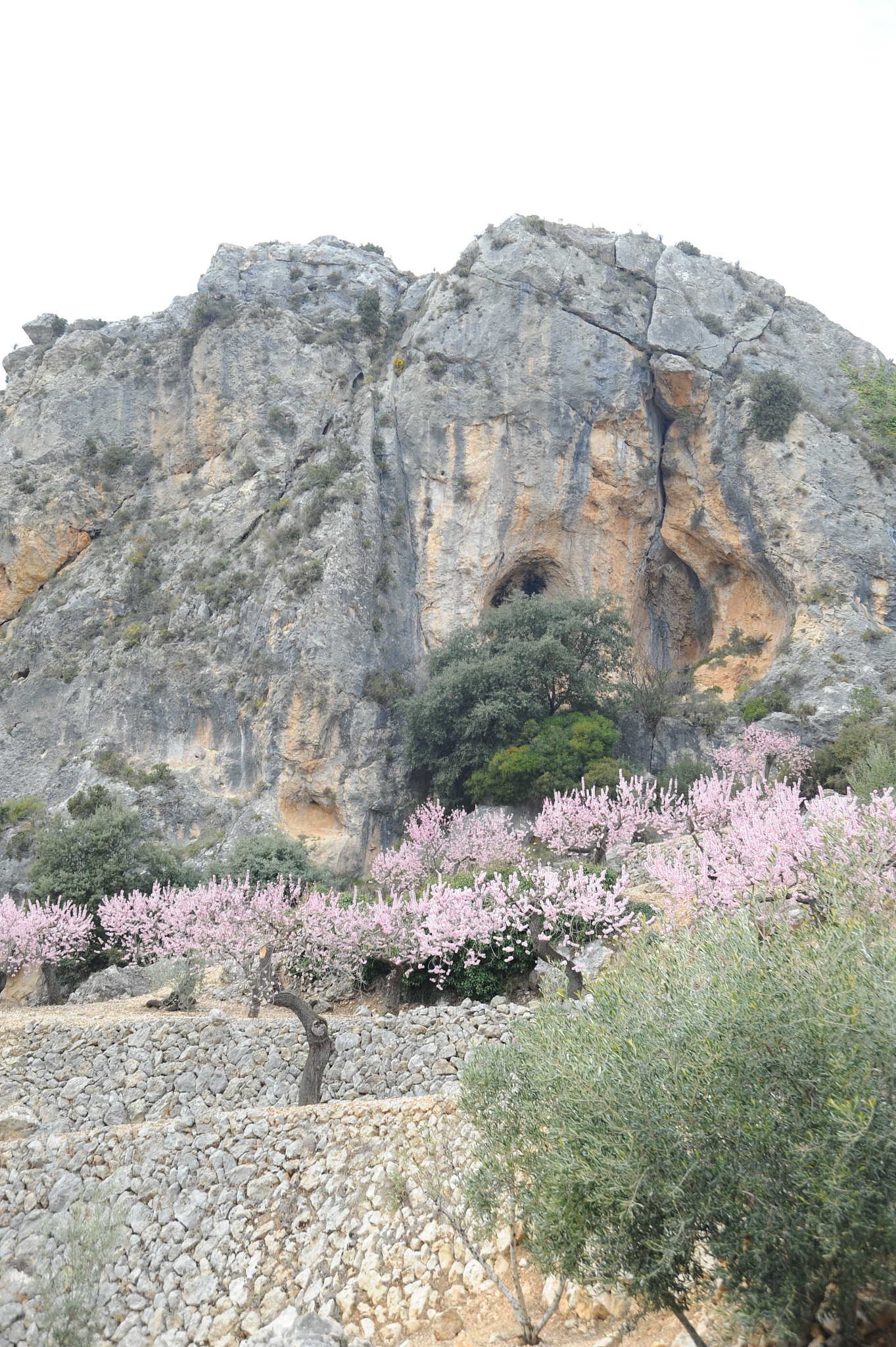 mandelblüte in spanien