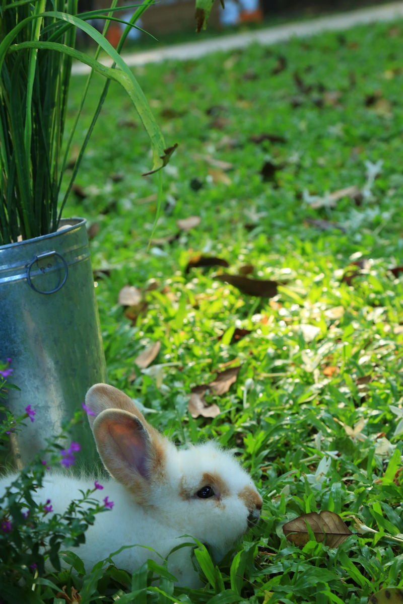 山野寻春：春日郊游，感受自然美好