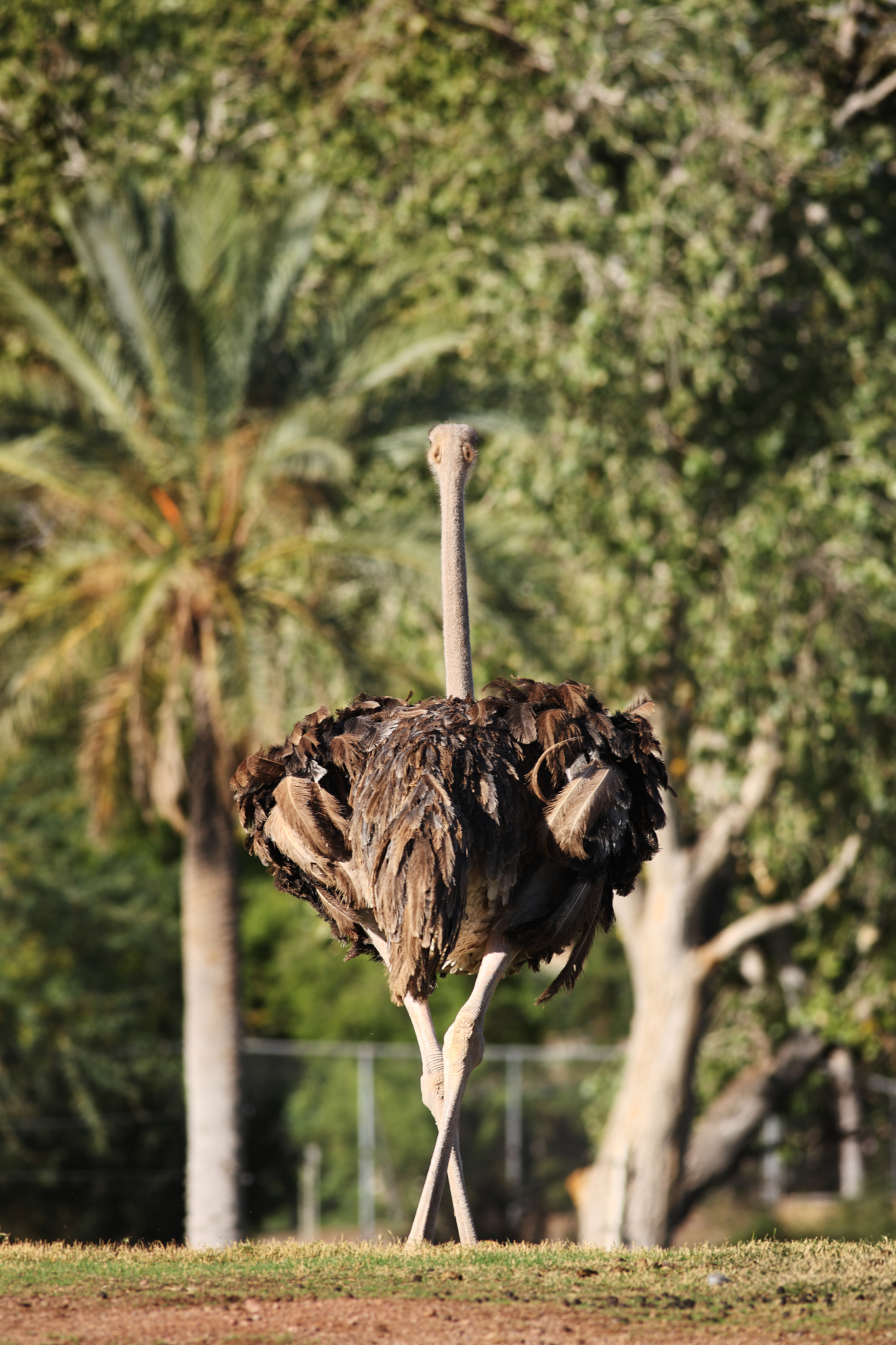 晋中职业技术学院畜牧兽医专业涉及哪些课程