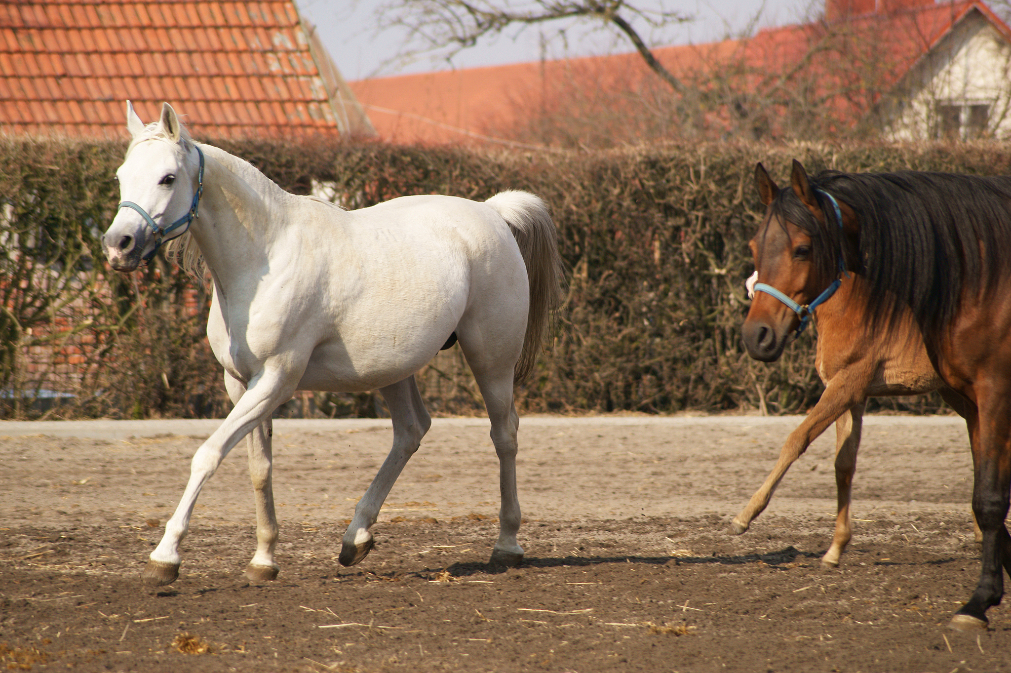 arabian horses