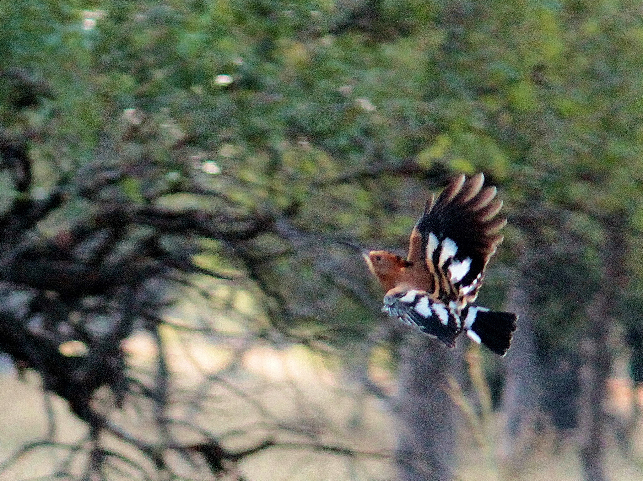 中国野生动物保护力度加强，响应国家号召