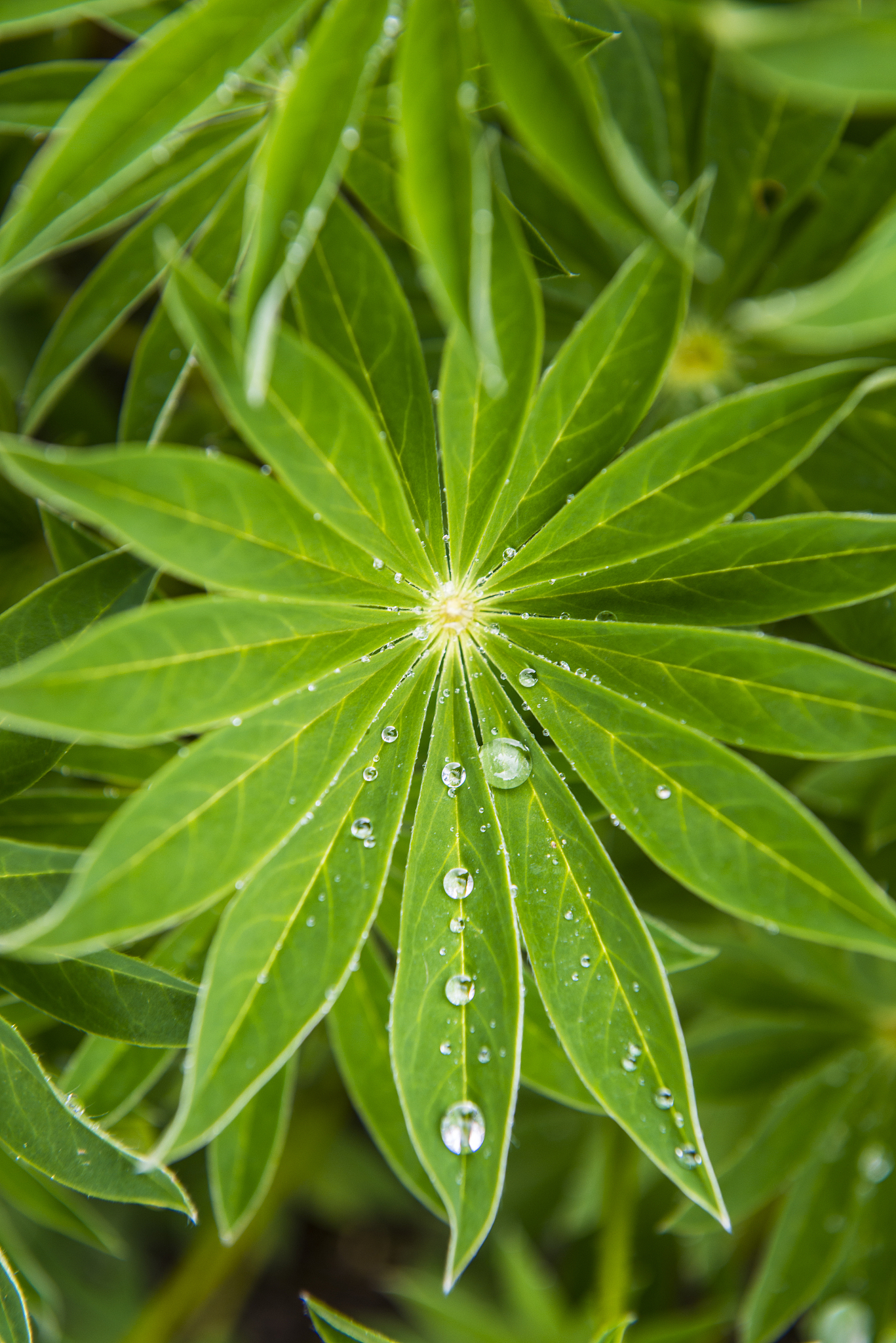 water droplets on leaf