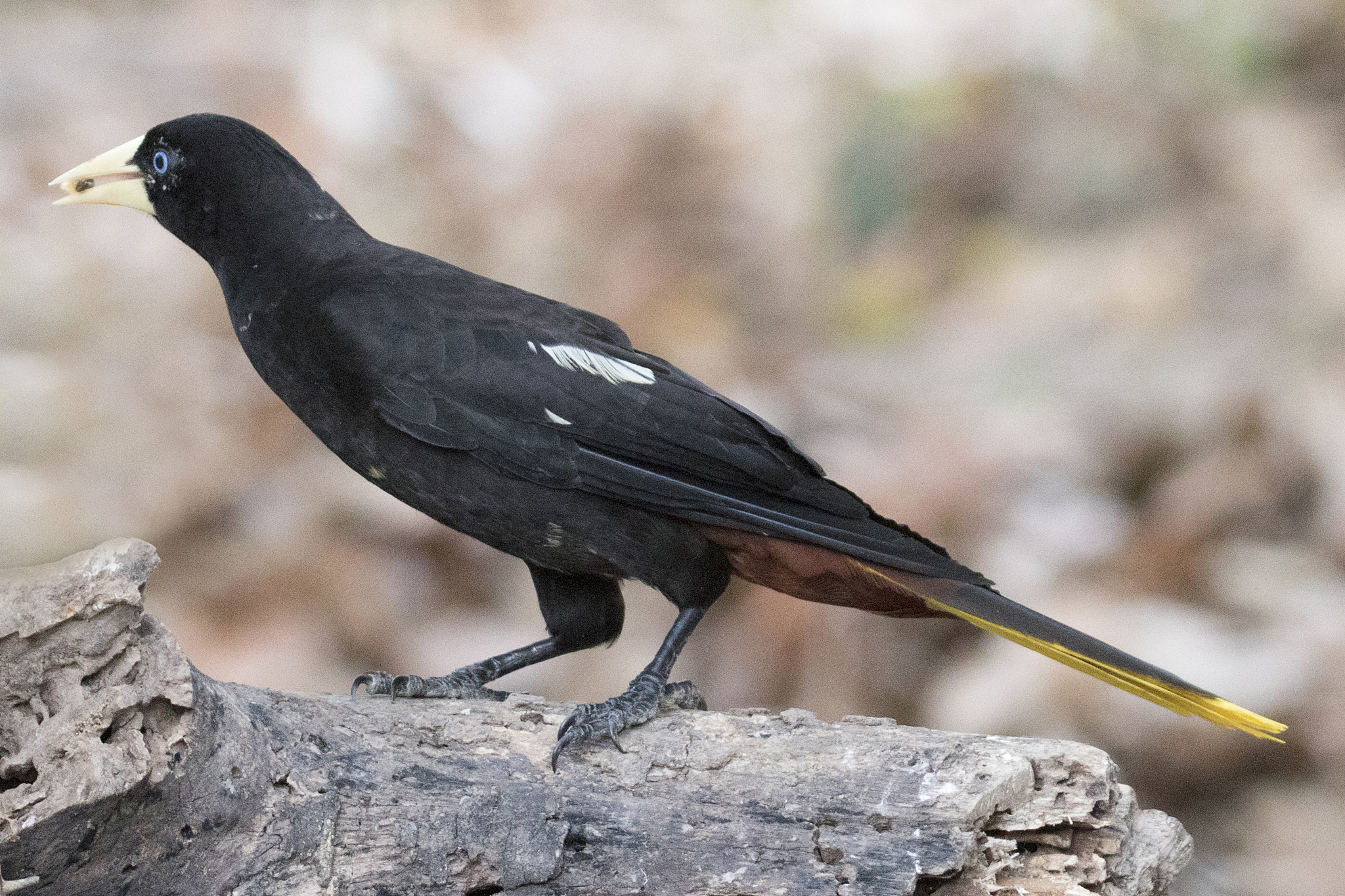crested orodendola eating