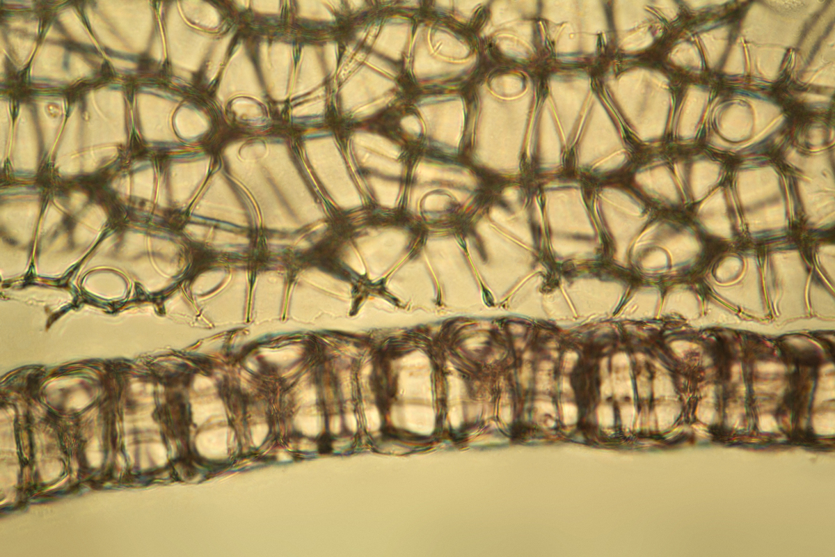 鞘藻属有哪些种类