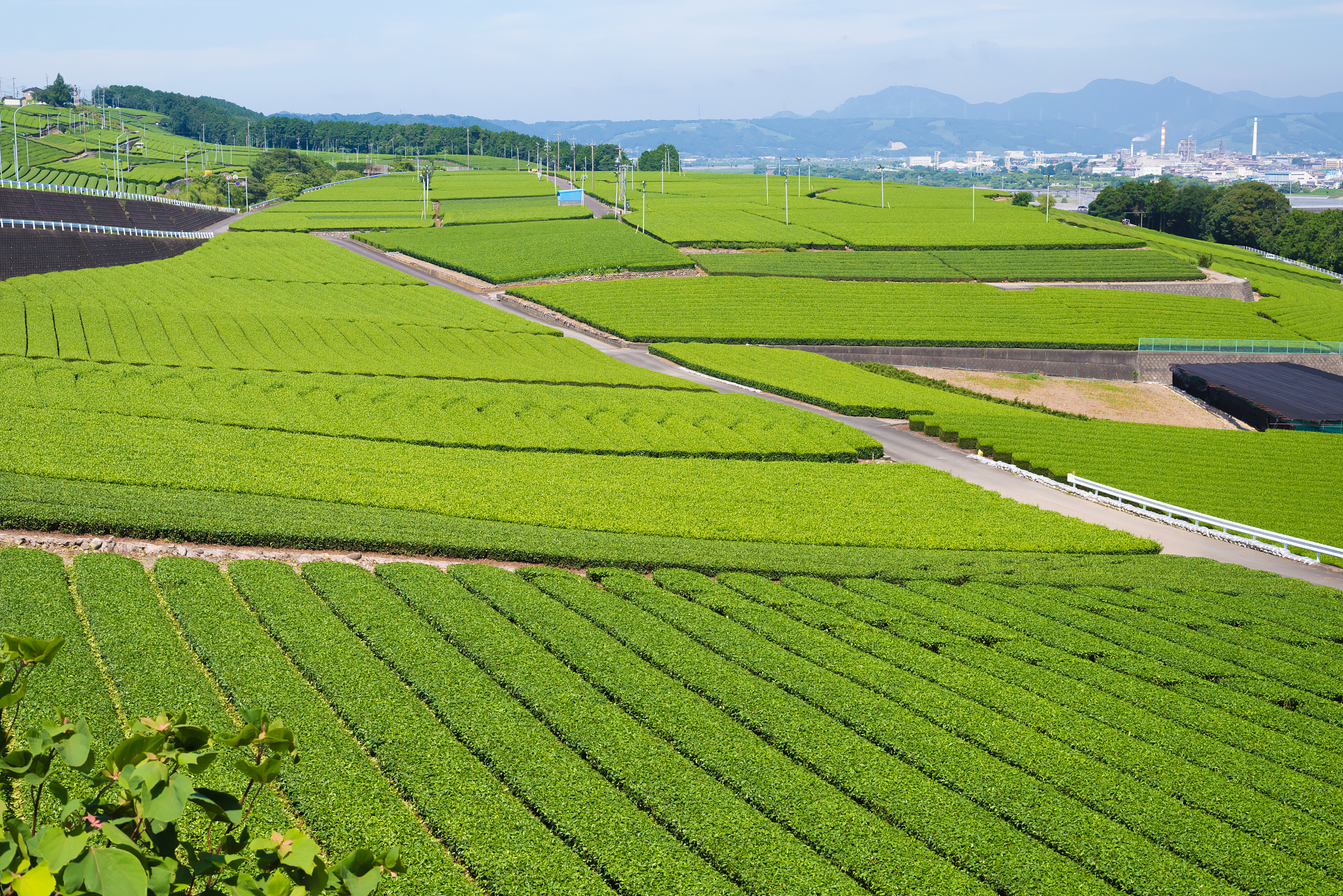 惠州龙门县有啥产业